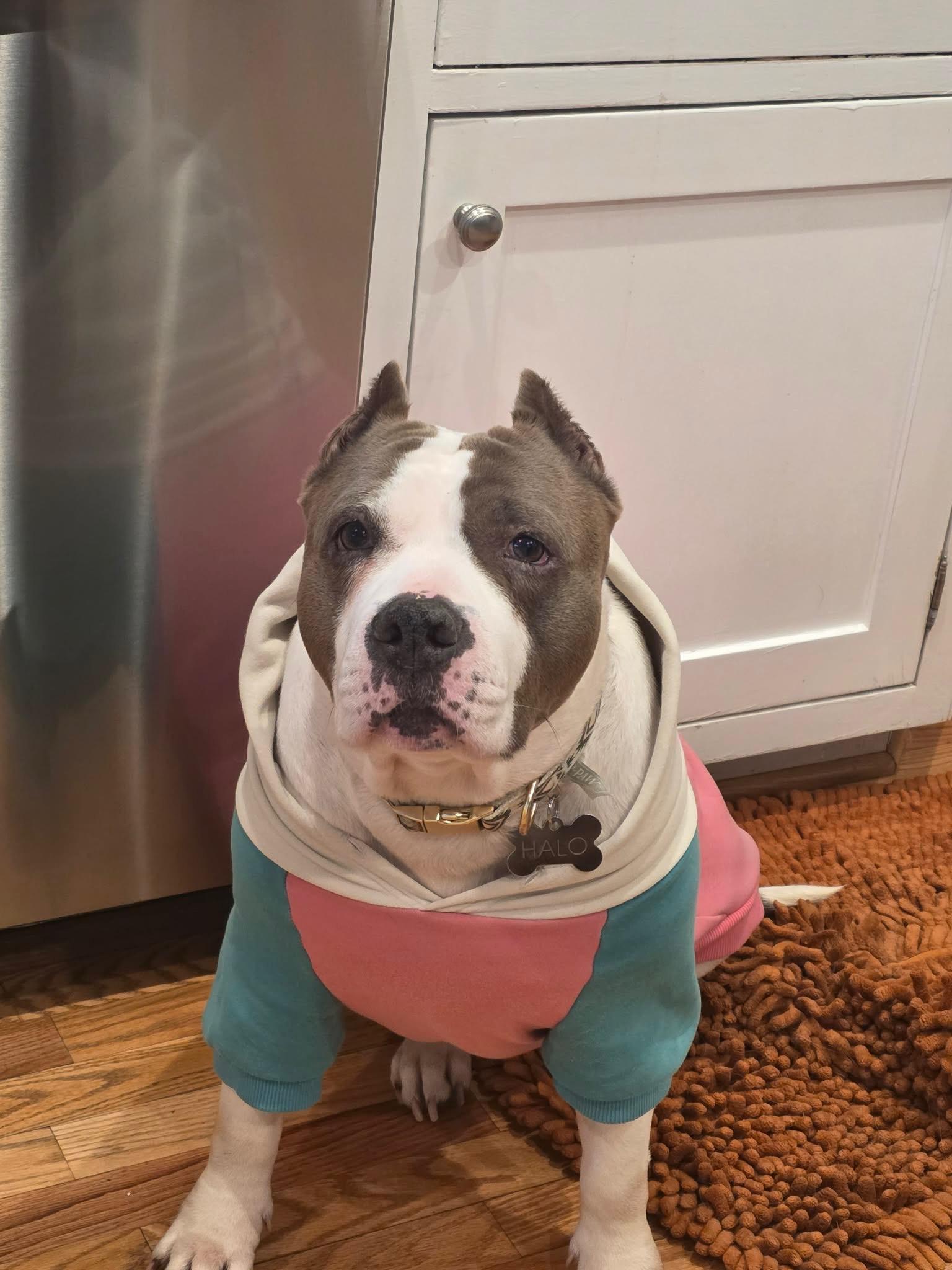 Enlarge Halo, a Adoptable American Bully in Wilmington, NC image 1/6