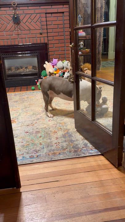 Enlarge Halo, a Adoptable American Bully in Wilmington, NC video 4/6
