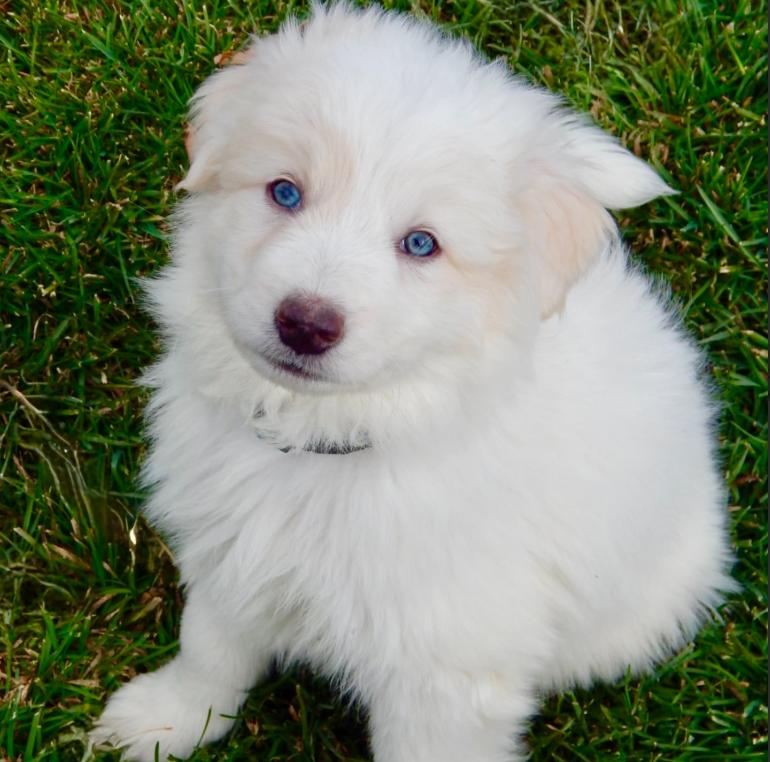 Enlarge James Bond, a ADOPTABLE mixed breed in Mead, CO image 3/6