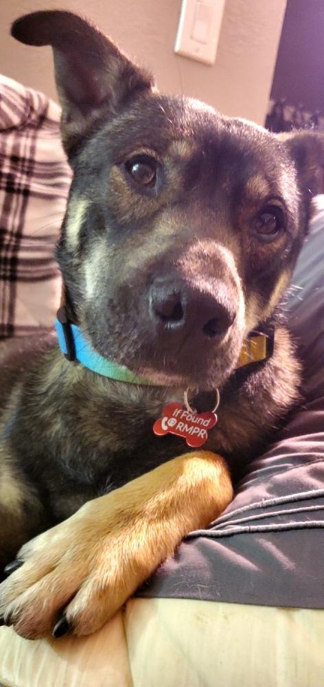 SANTIAGO, Adoptable, Adult Male Shepherd.