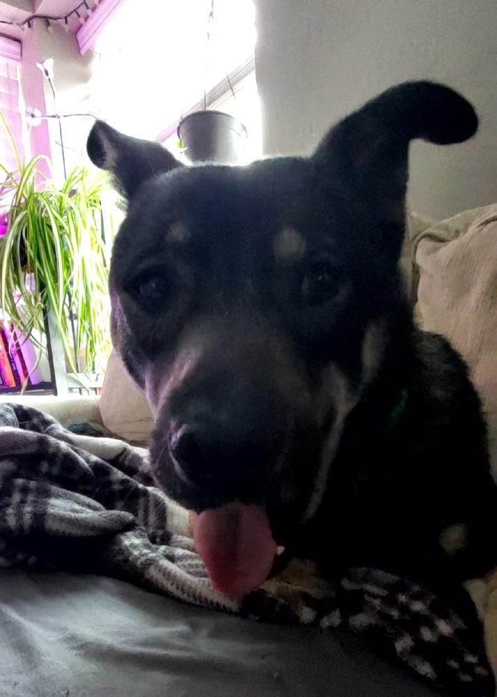Enlarge SANTIAGO, a Adoptable mixed breed in Broomfield, CO image 2/6