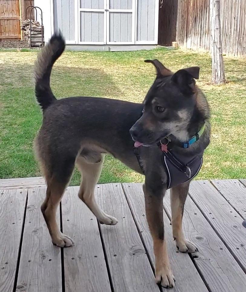 SANTIAGO, Adoptable, Adult Male Shepherd.