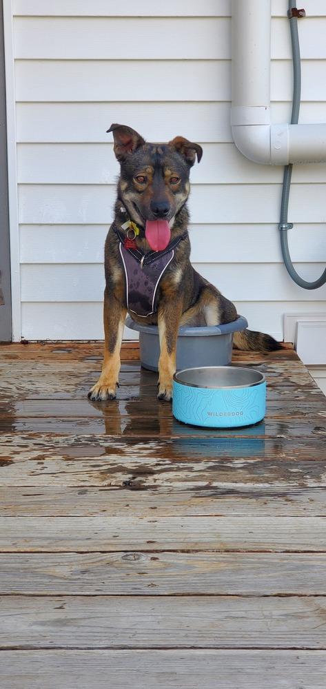 Enlarge SANTIAGO, a Adoptable mixed breed in Broomfield, CO image 4/6