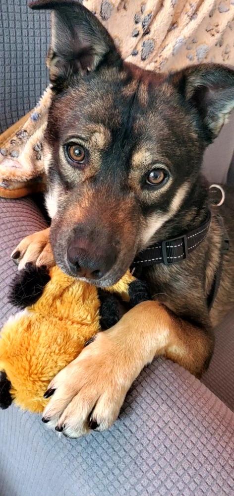 Enlarge SANTIAGO, a Adoptable mixed breed in Broomfield, CO image 5/6