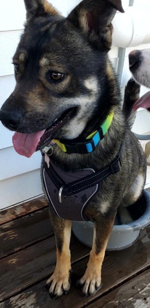 Enlarge SANTIAGO, a Adoptable mixed breed in Broomfield, CO image 2/2