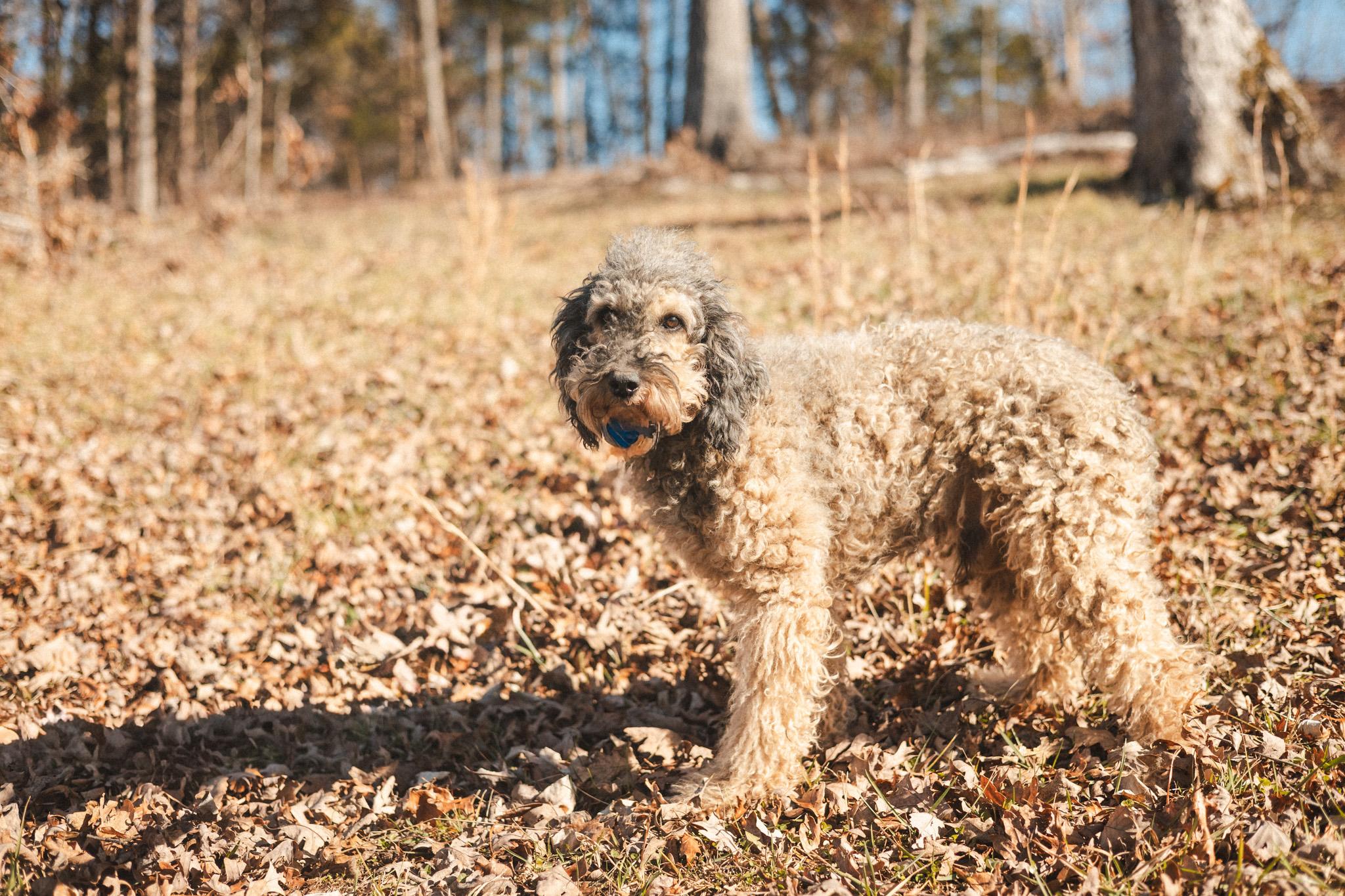 Hobson  Transport thumbnail 4