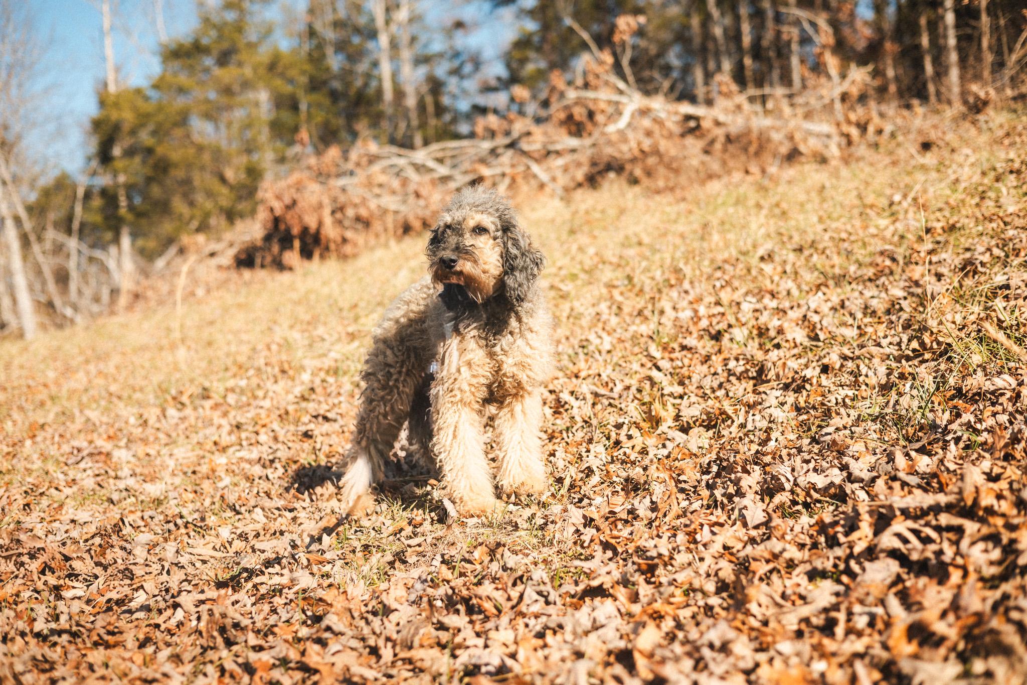 Hobson  Transport thumbnail 5