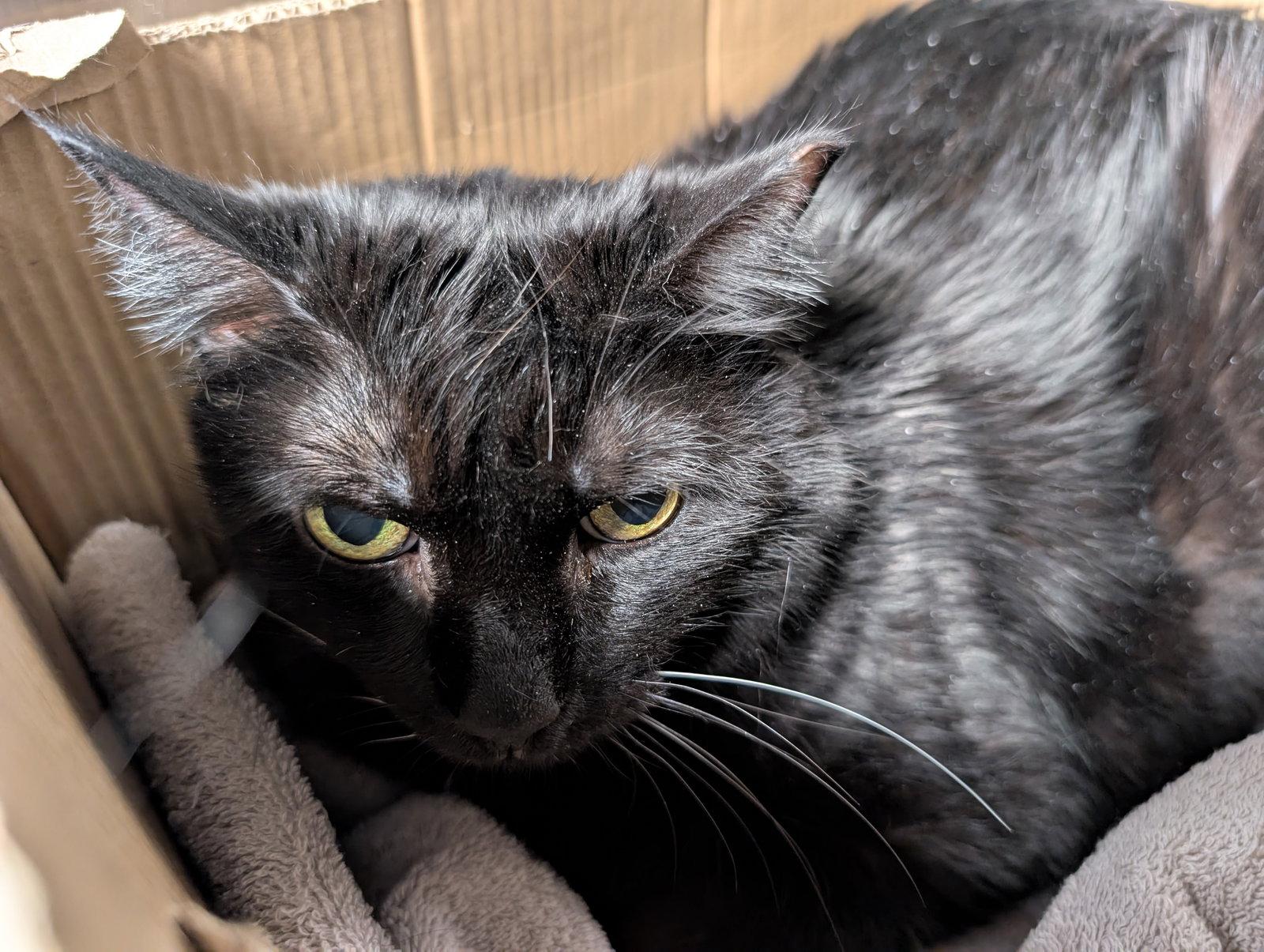 Lucille, Adoptable, Senior Female Maine Coon.