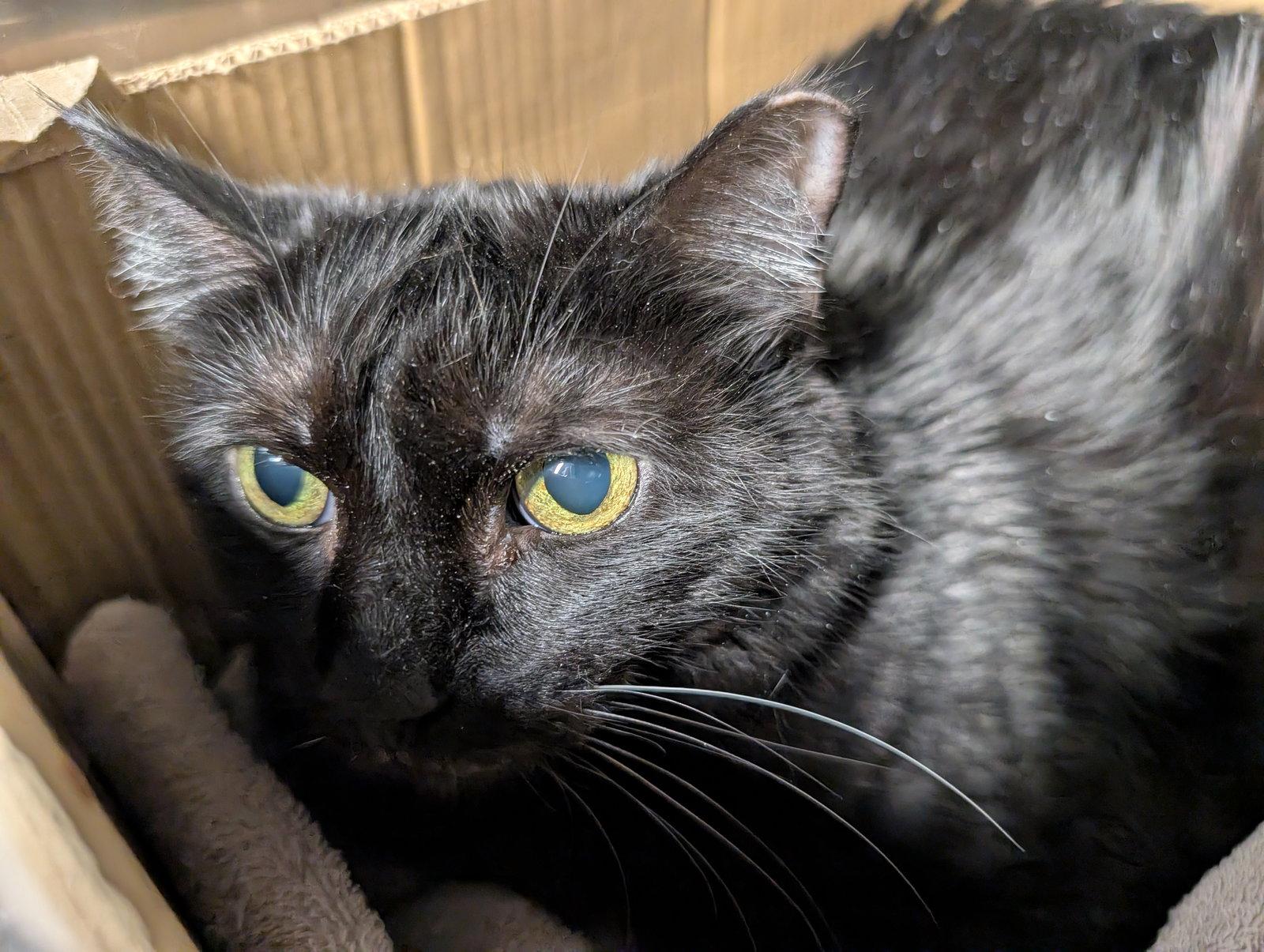 Lucille, a Adoptable Maine Coon in Herndon, VA image 2/2