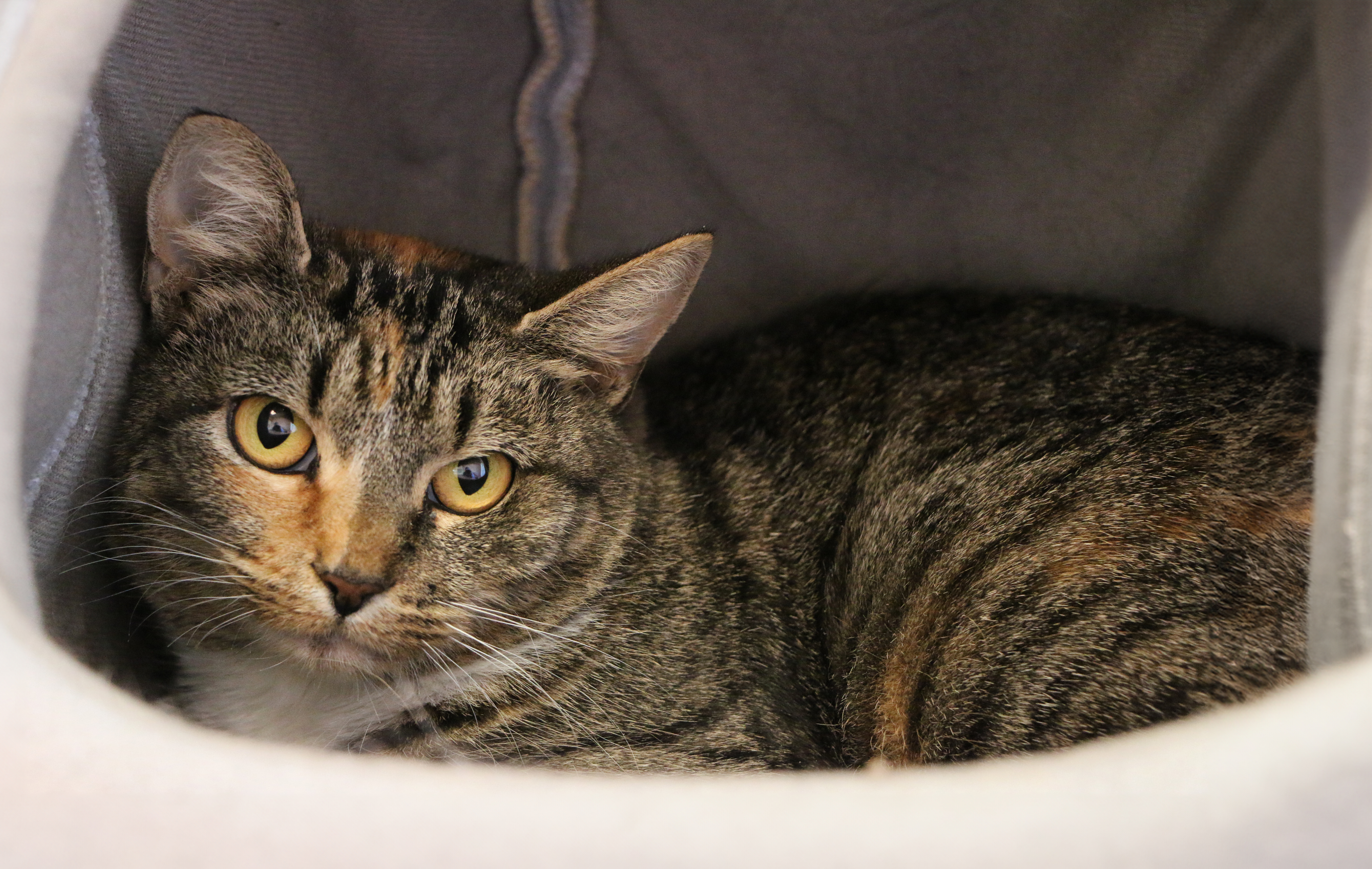 Muffin, a Adoptable Domestic Short Hair in Charles Town, WV image 4/4