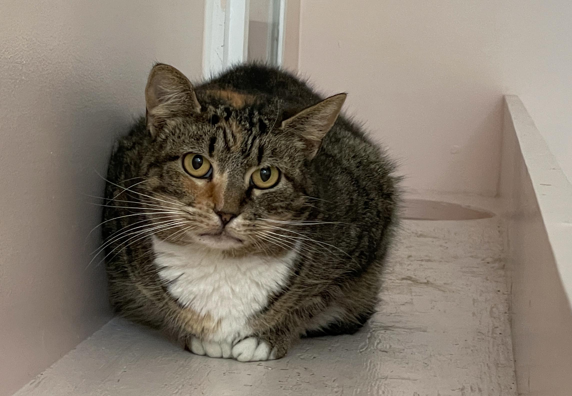 Muffin, Adoptable, Adult Female Domestic Short Hair.