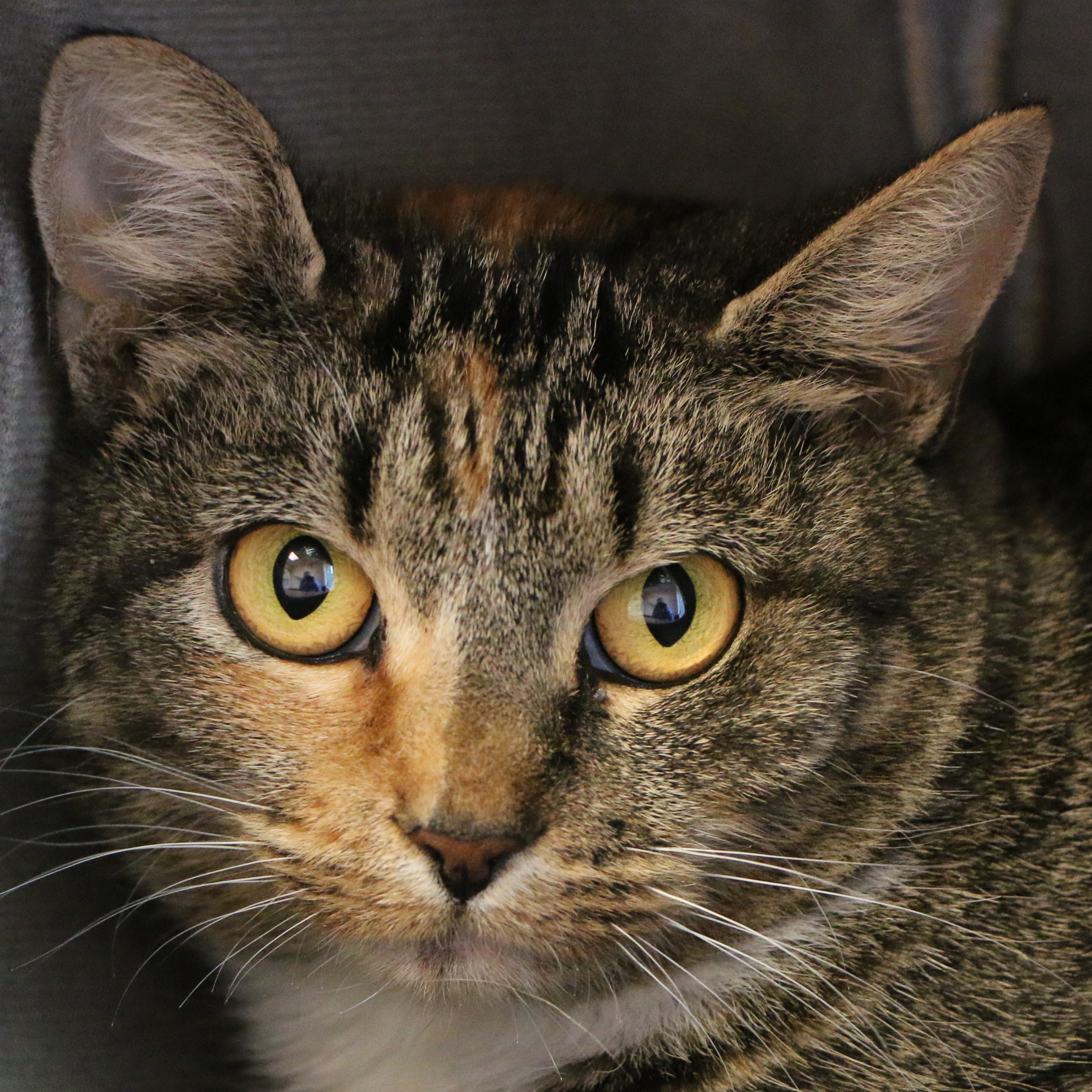 Muffin, a Adoptable Domestic Short Hair in Charles Town, WV image 2/4