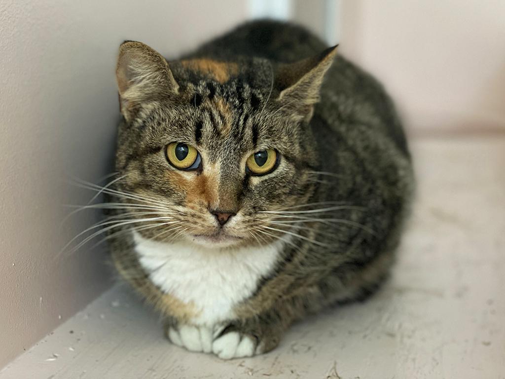 Muffin, a Adoptable Domestic Short Hair in Charles Town, WV image 3/4