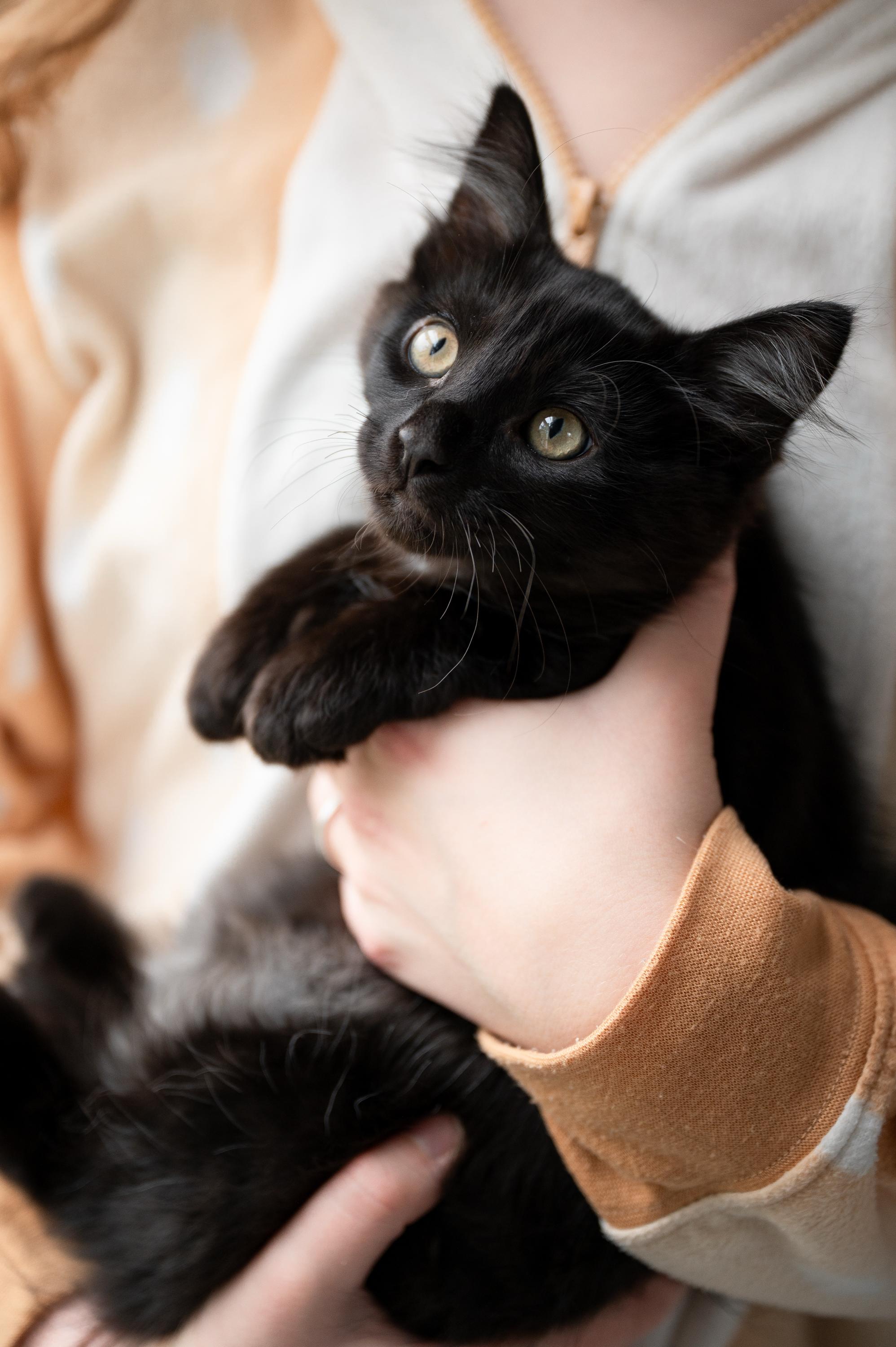 Mama Waffles And Benedict thumbnail 2