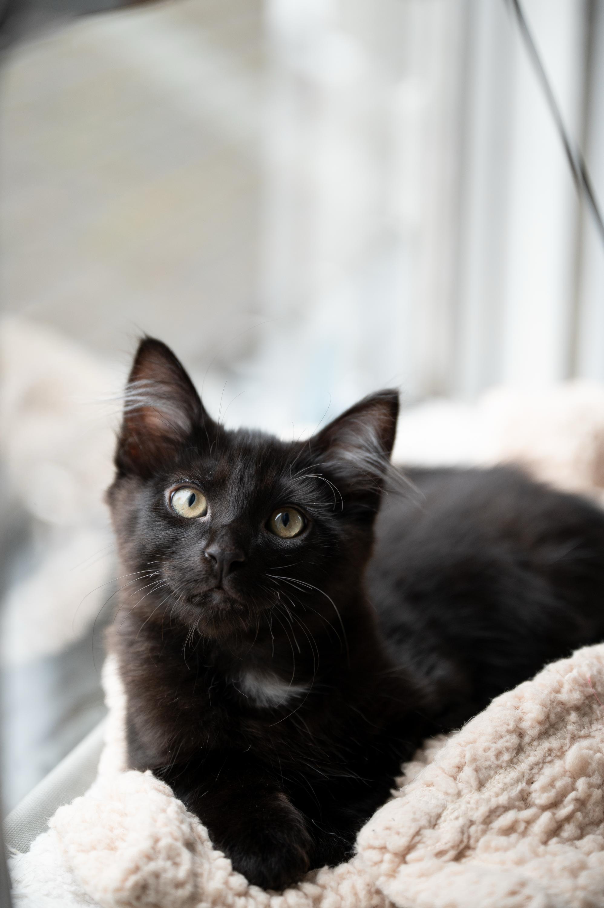 Mama Waffles And Benedict thumbnail 3