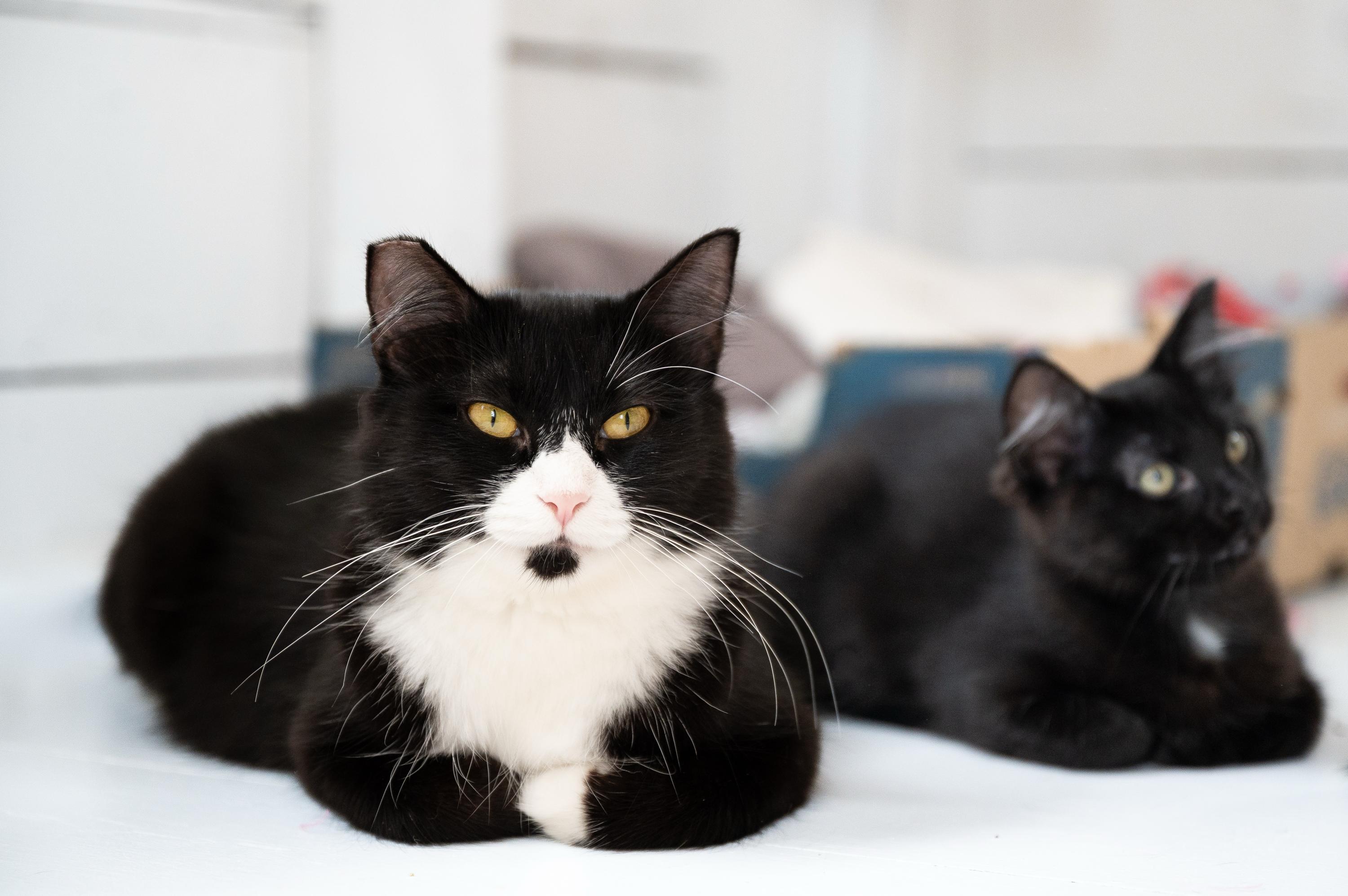 Mama Waffles And Benedict thumbnail 4