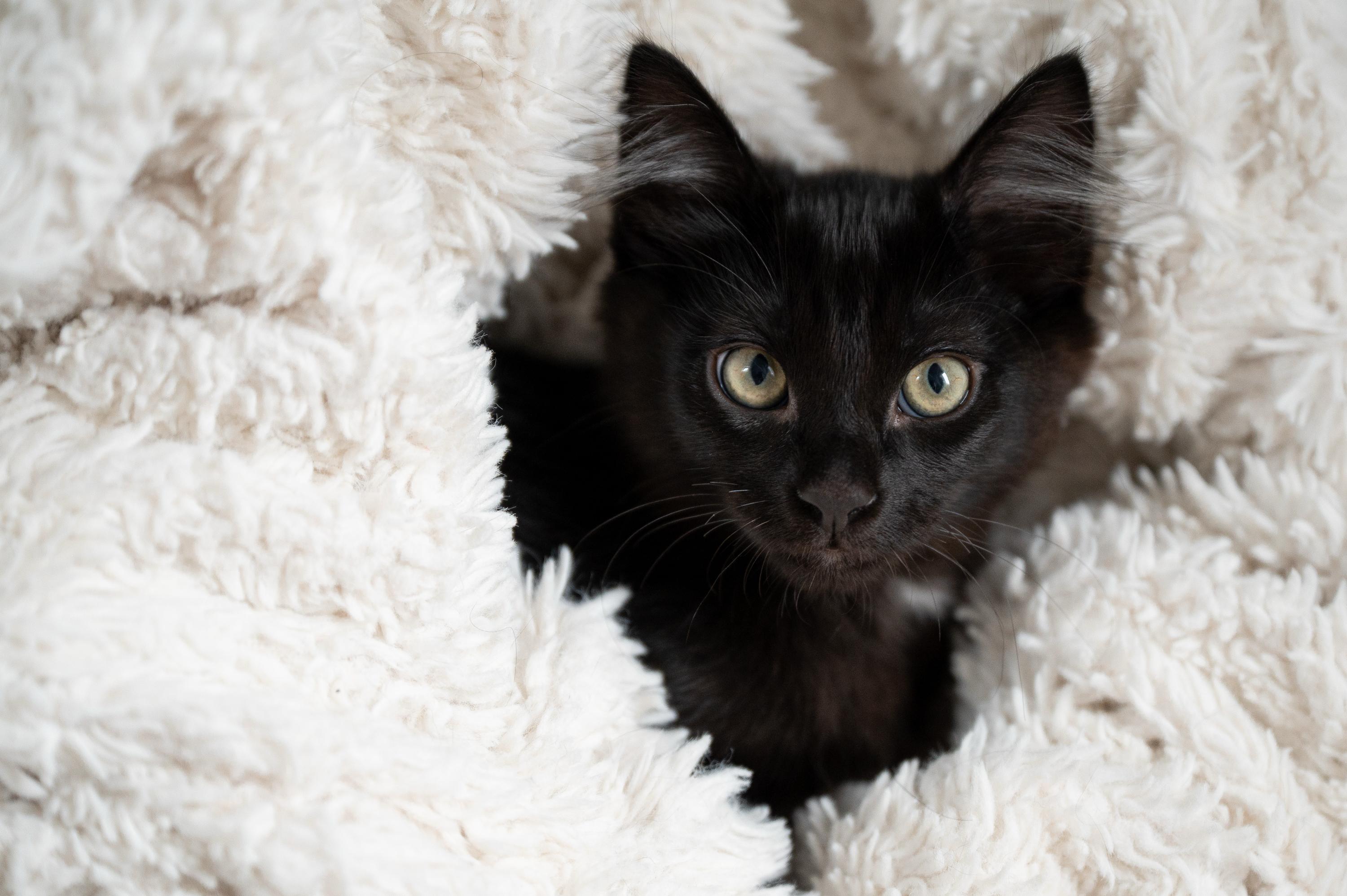 Mama Waffles And Benedict thumbnail 5