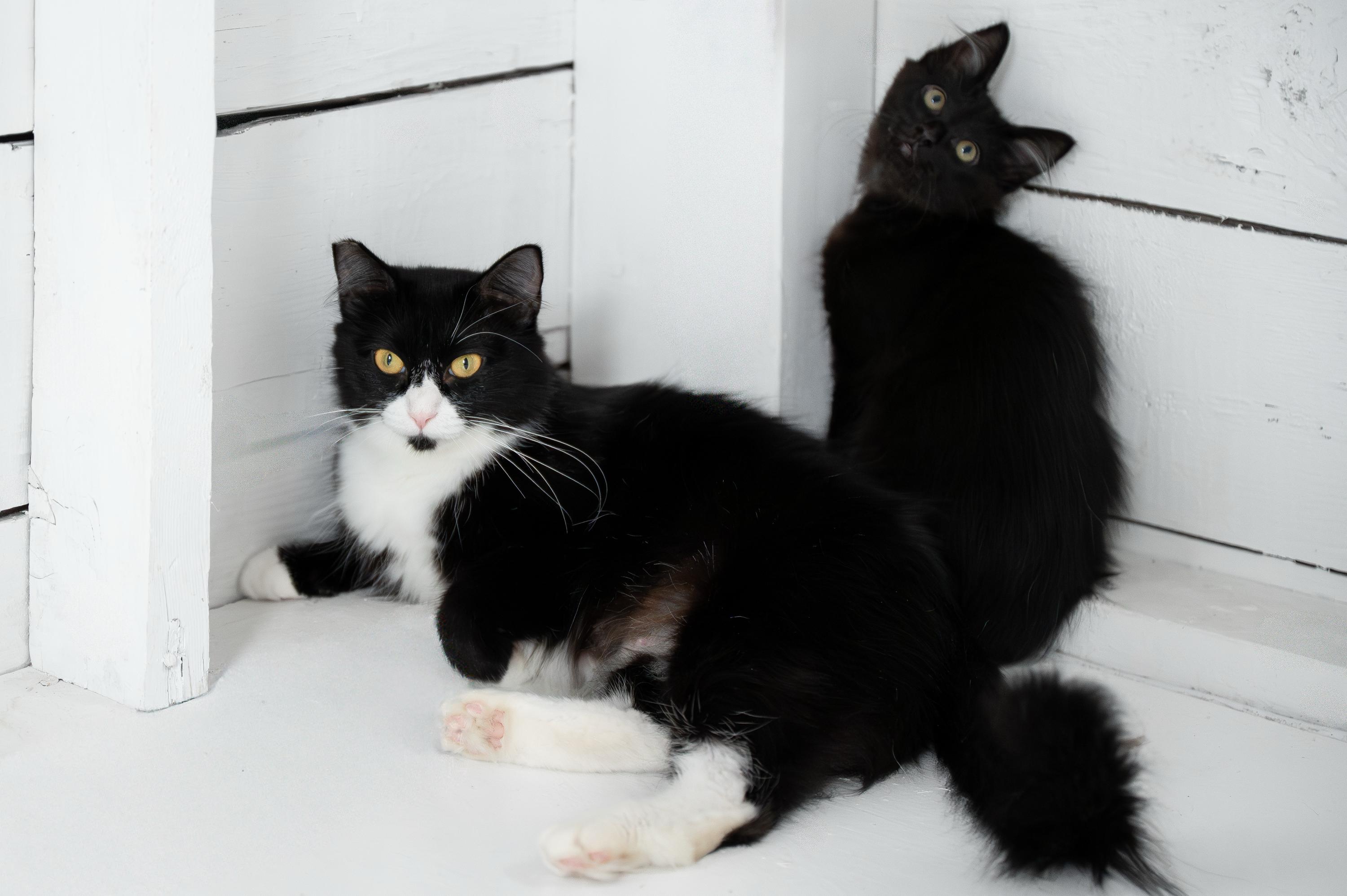 Mama Waffles And Benedict