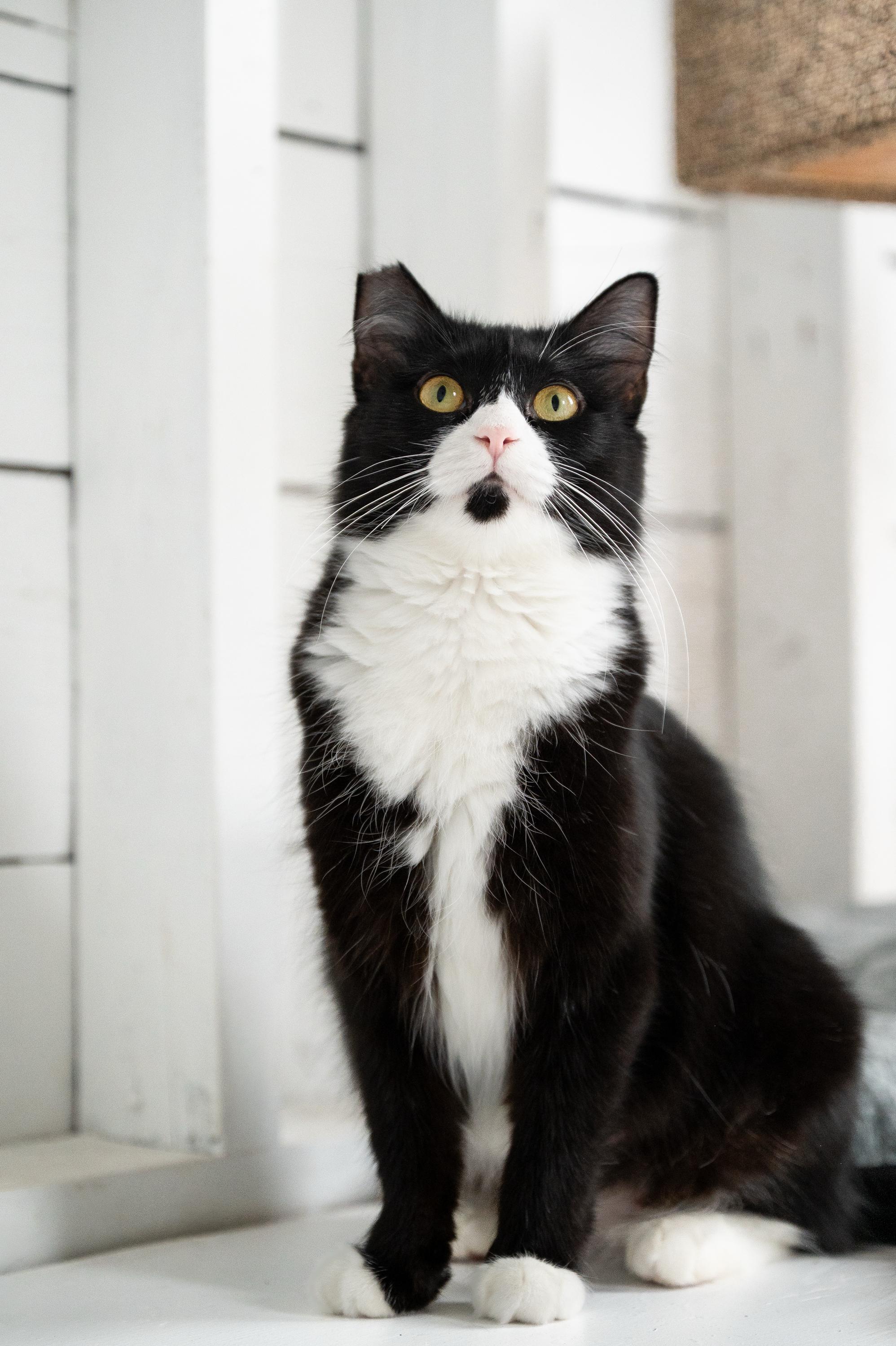 Mama Waffles And Benedict thumbnail 6