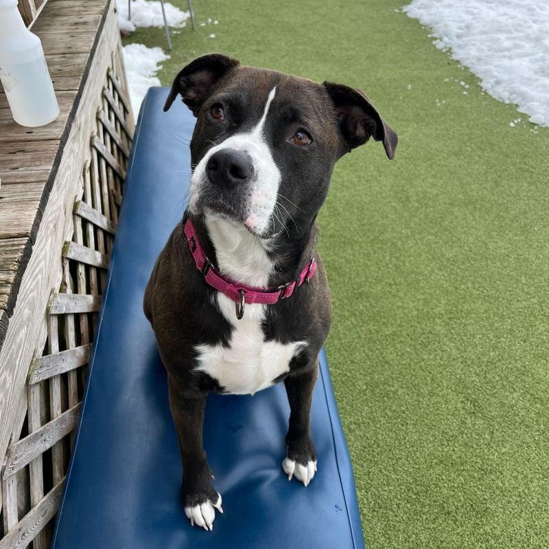 Enlarge Bella , a ADOPTABLE Mixed Breed in New Bedford, MA image 2/3