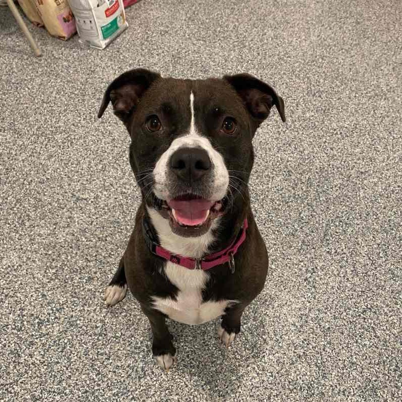 Enlarge Bella , a ADOPTABLE Mixed Breed in New Bedford, MA image 3/3