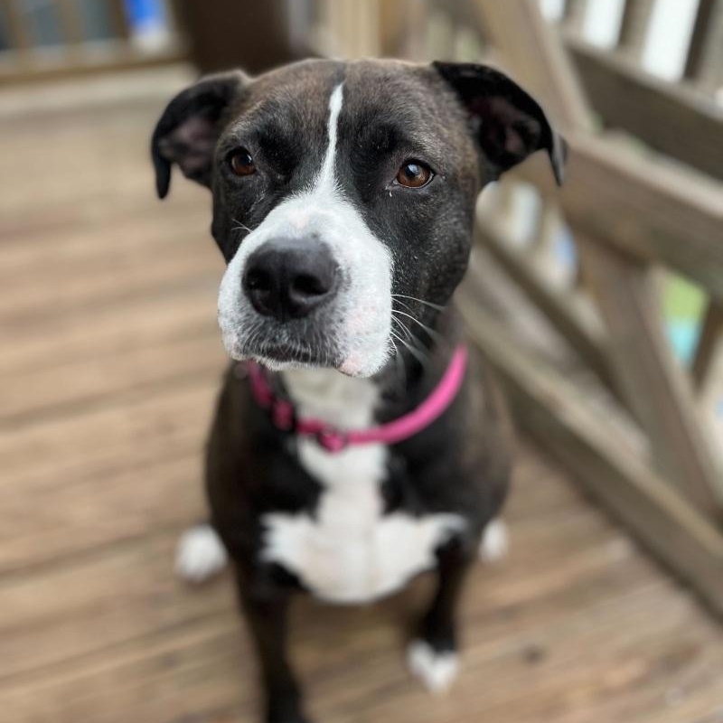 Enlarge Bella , a ADOPTABLE Mixed Breed in New Bedford, MA image 1/3