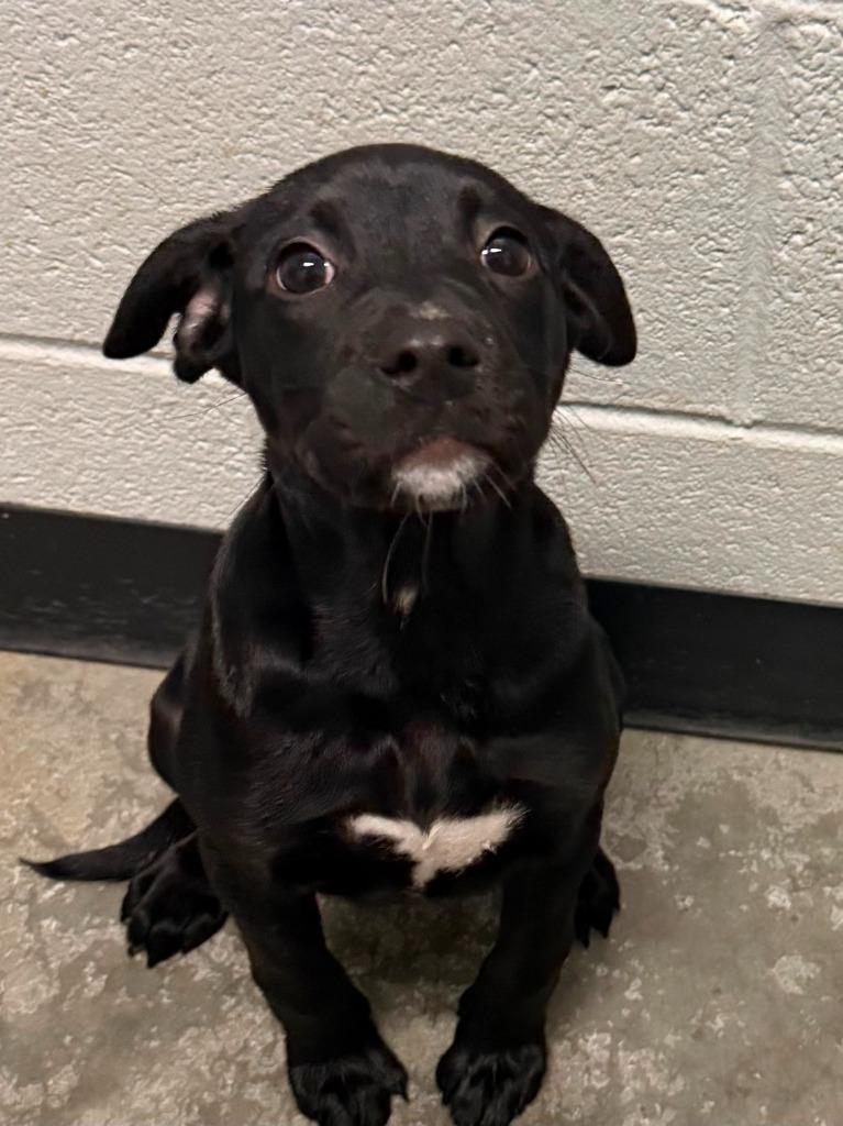 Blueberry, Adoptable, Puppy Female Mixed Breed.