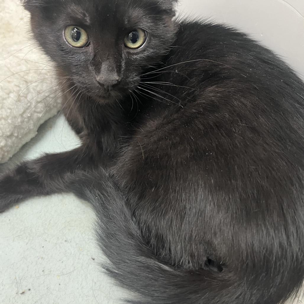 Enlarge Teeny, a Adoptable Domestic Short Hair in Melrose, FL image 1/1