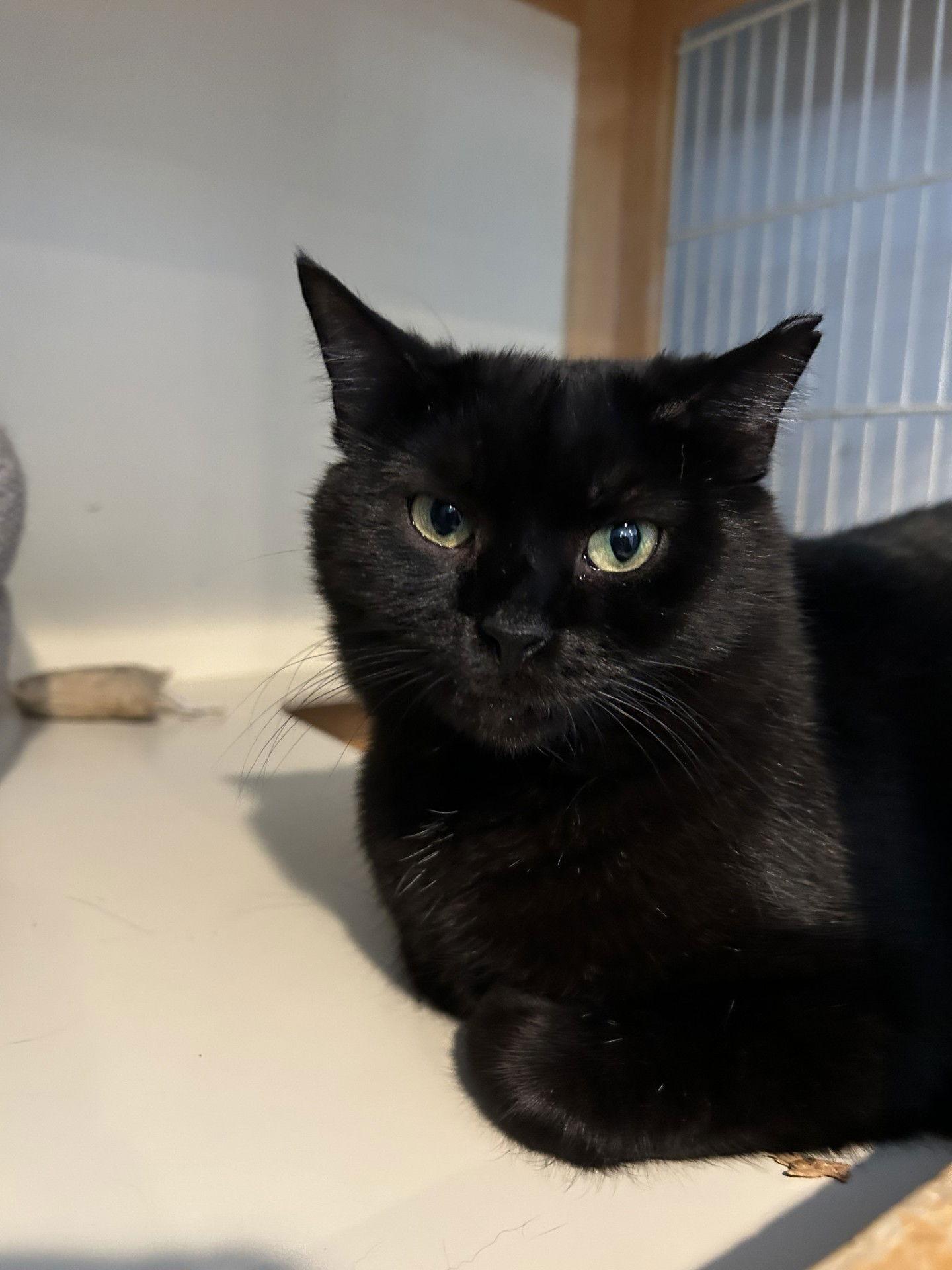 Farrah, Adoptable, Adult Female Domestic Short Hair.