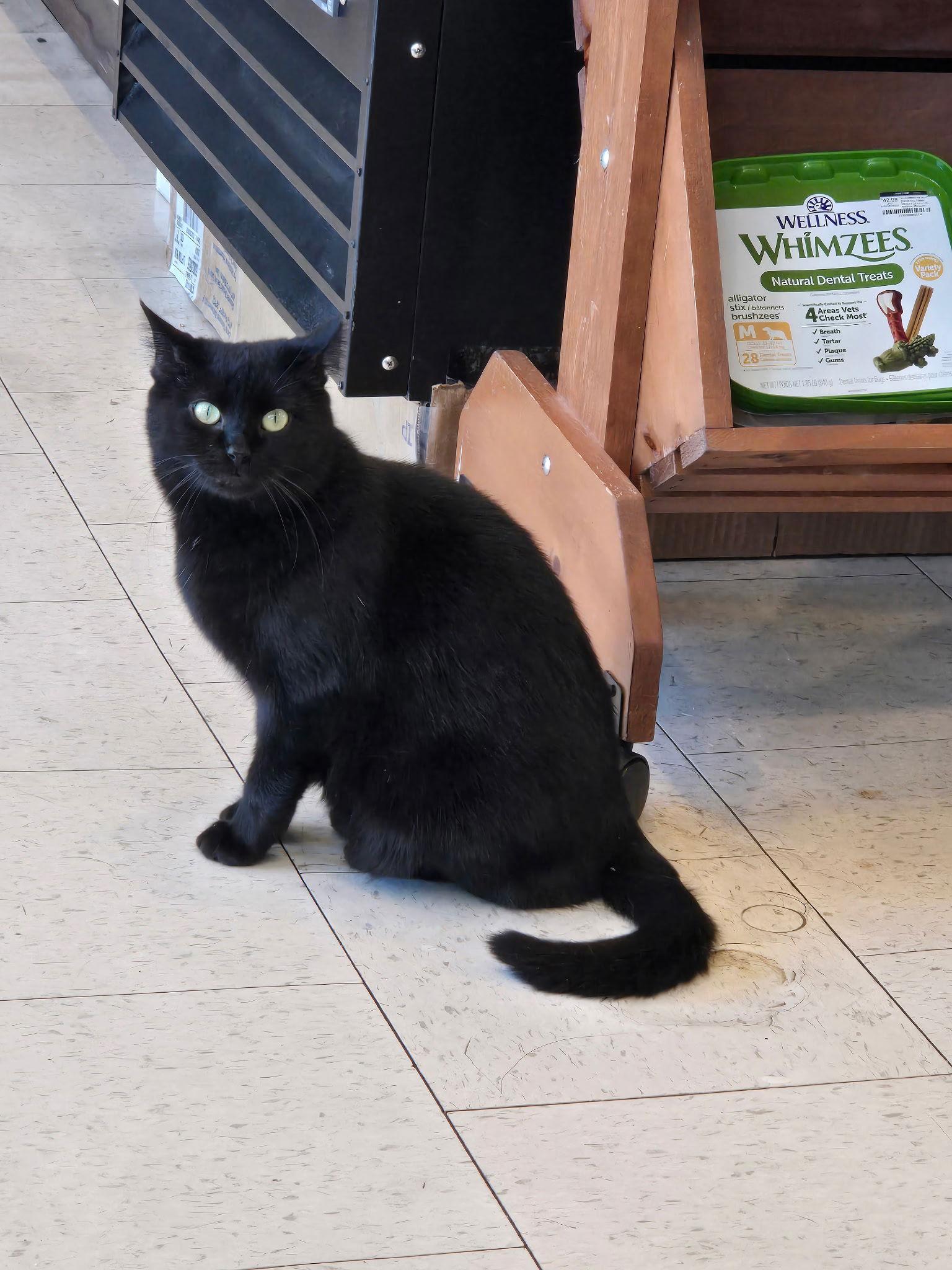 Farrah, a Adoptable Domestic Short Hair in Harrisburg, PA image 3/3