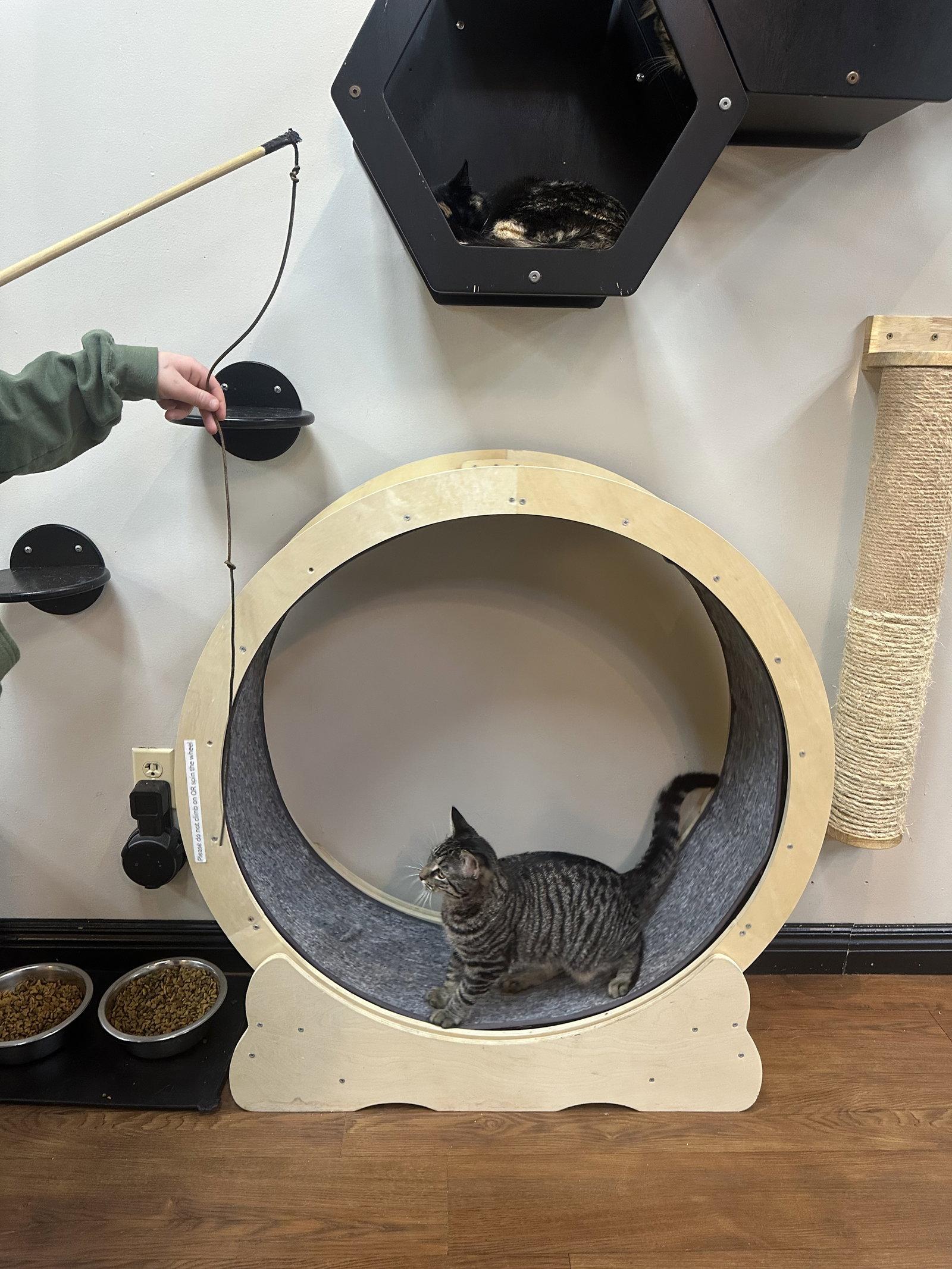 Enlarge Posh Spice, a Adoptable Domestic Short Hair in Lake Saint Louis, MO image 2/2