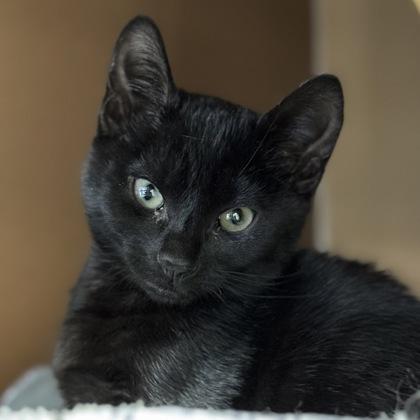 Count Chocula $50, Adoptable, Kitten Male Domestic Short Hair & Domestic Short Hair.
