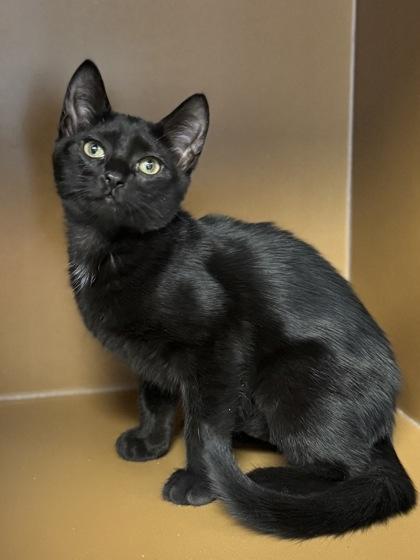 Enlarge Count Chocula $50, a Adoptable mixed breed in Seneca, SC image 2/3