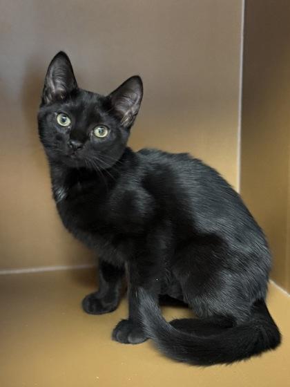 Enlarge Count Chocula $50, a Adoptable mixed breed in Seneca, SC image 3/3