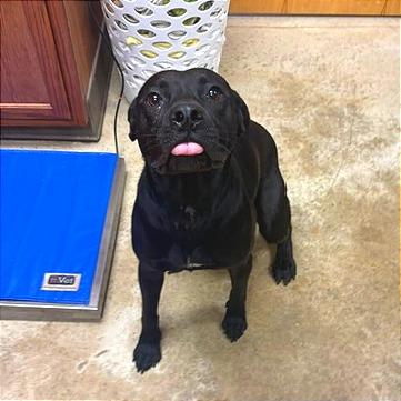 Enlarge Cecil - 081101U, a Adoptable mixed breed in Tupelo, MS image 1/2