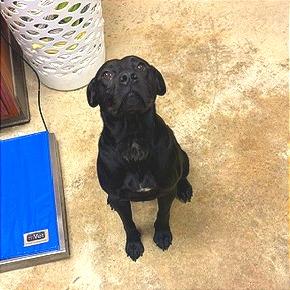 Enlarge Cecil - 081101U, a Adoptable mixed breed in Tupelo, MS image 2/2