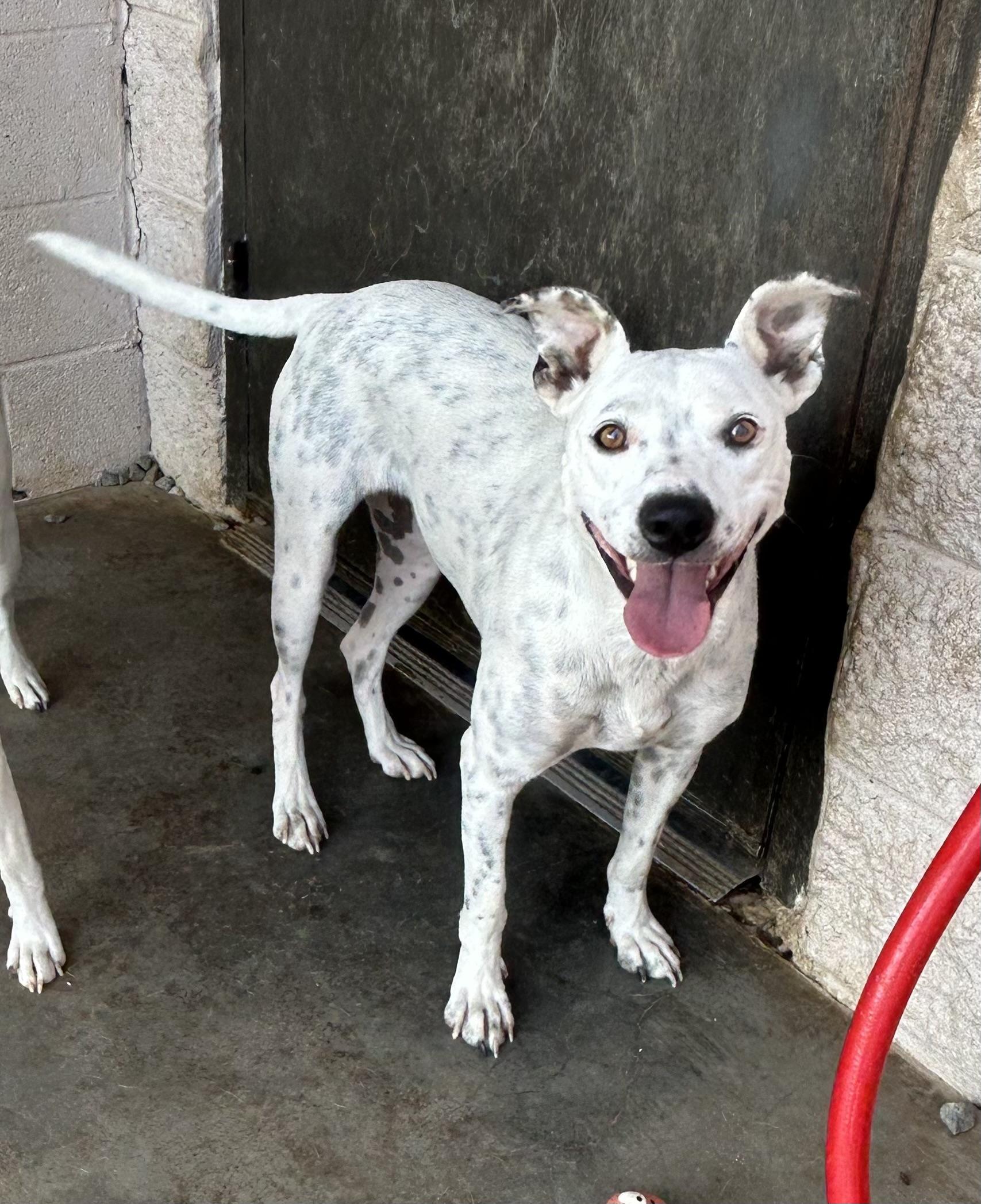 Opal and Pearl, a Adoptable mixed breed in Siloam Springs, AR image 3/6