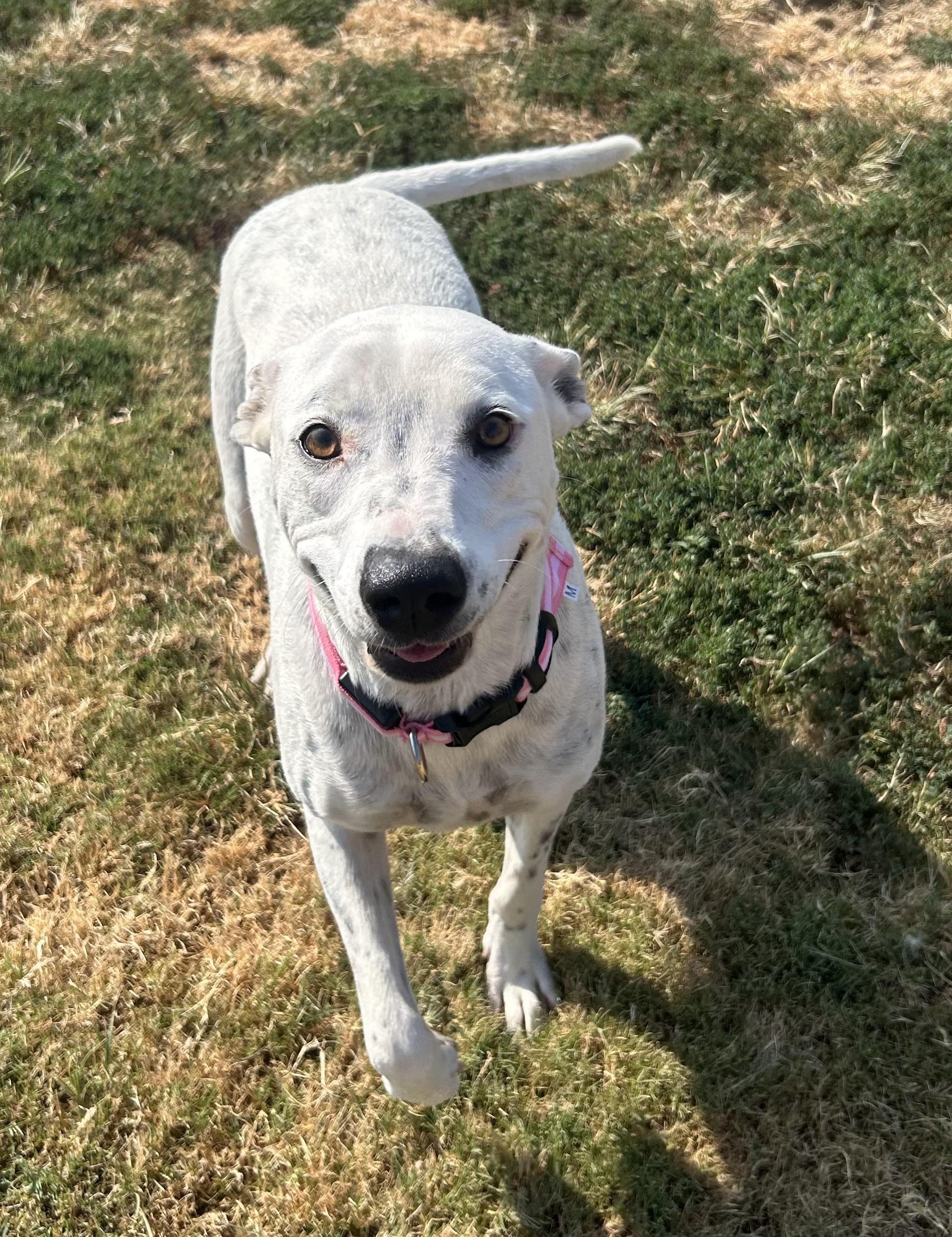 Opal and Pearl, a Adoptable mixed breed in Siloam Springs, AR image 4/6