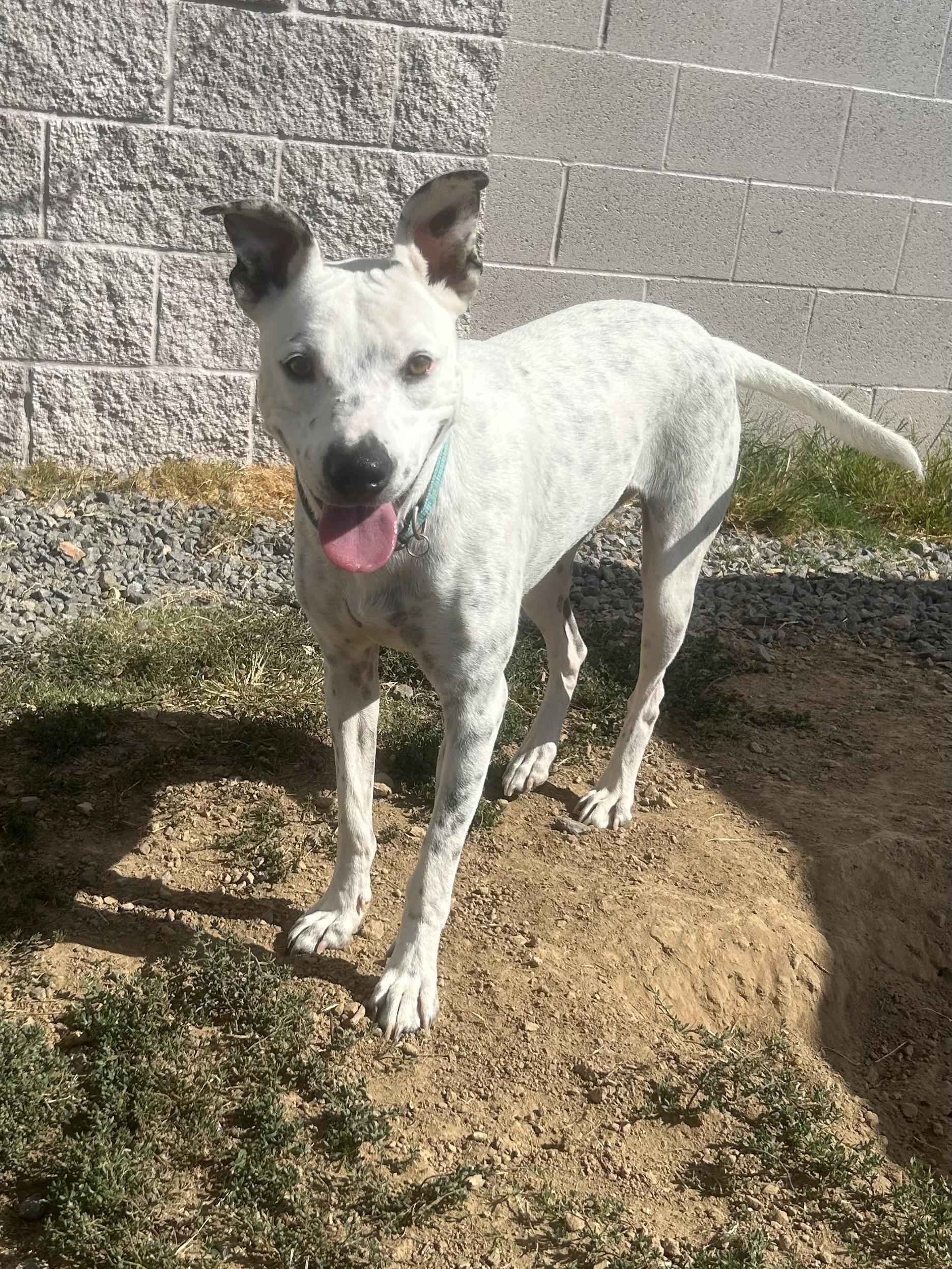 Enlarge Opal and Pearl, a Adoptable mixed breed in Siloam Springs, AR image 6/6
