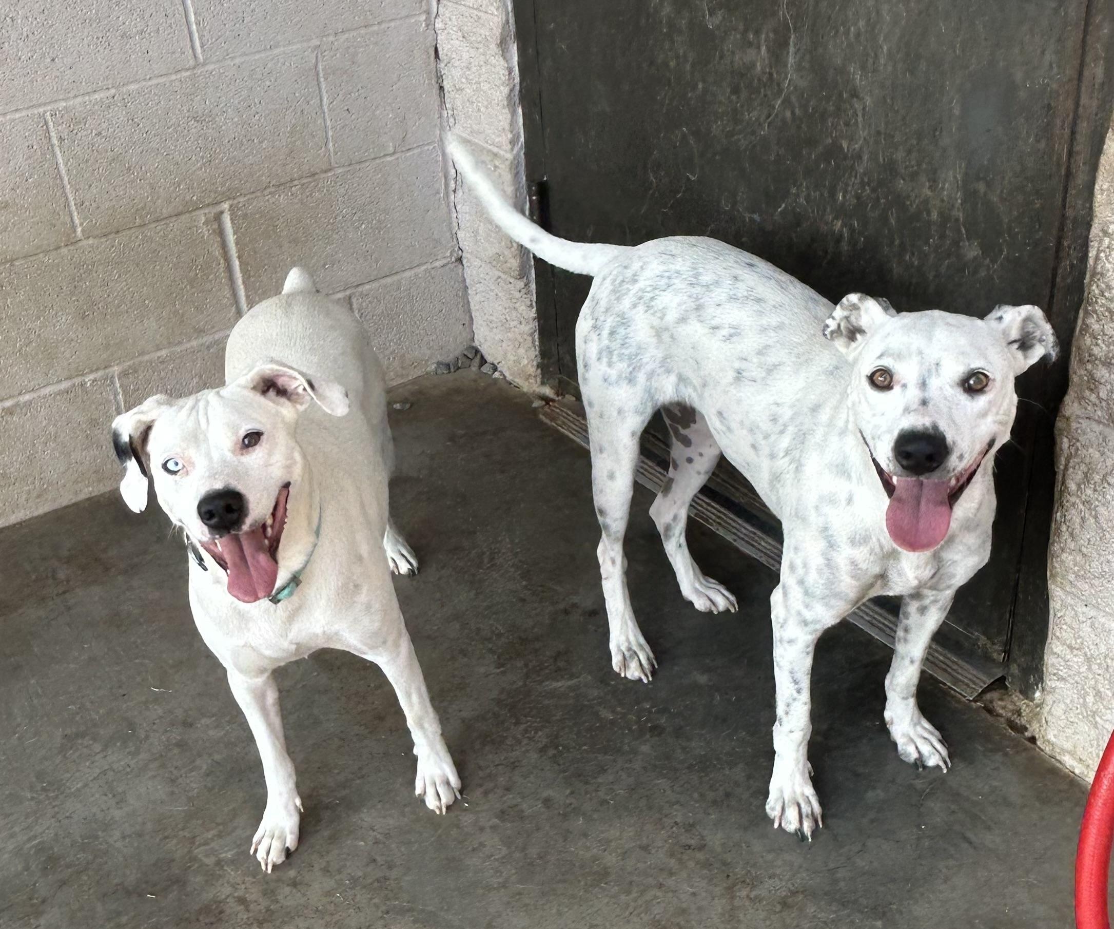 Opal and Pearl, a Adoptable mixed breed in Siloam Springs, AR image 1/6
