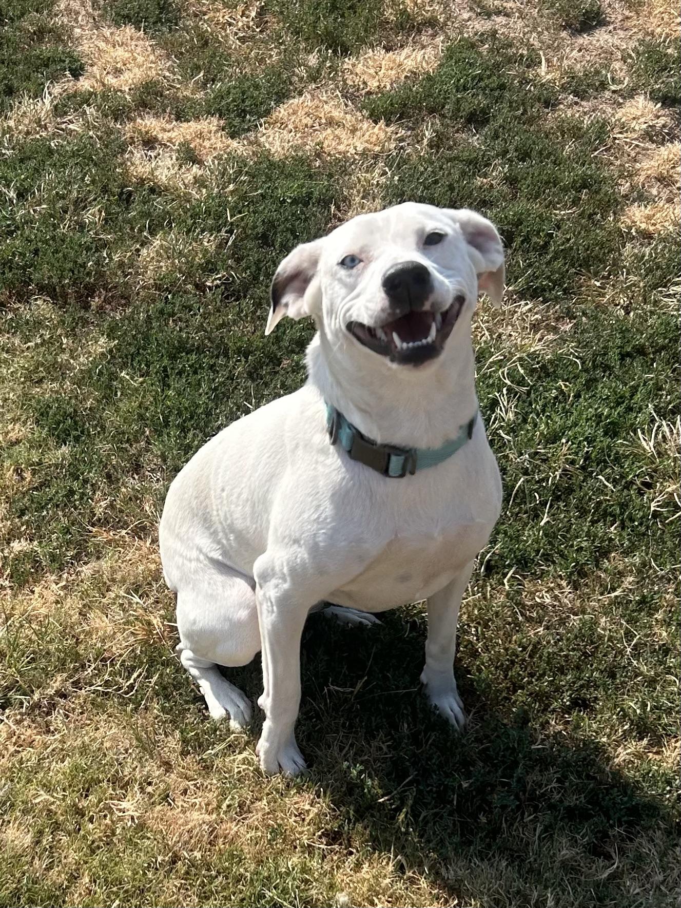 Opal and Pearl, a Adoptable mixed breed in Siloam Springs, AR image 6/6