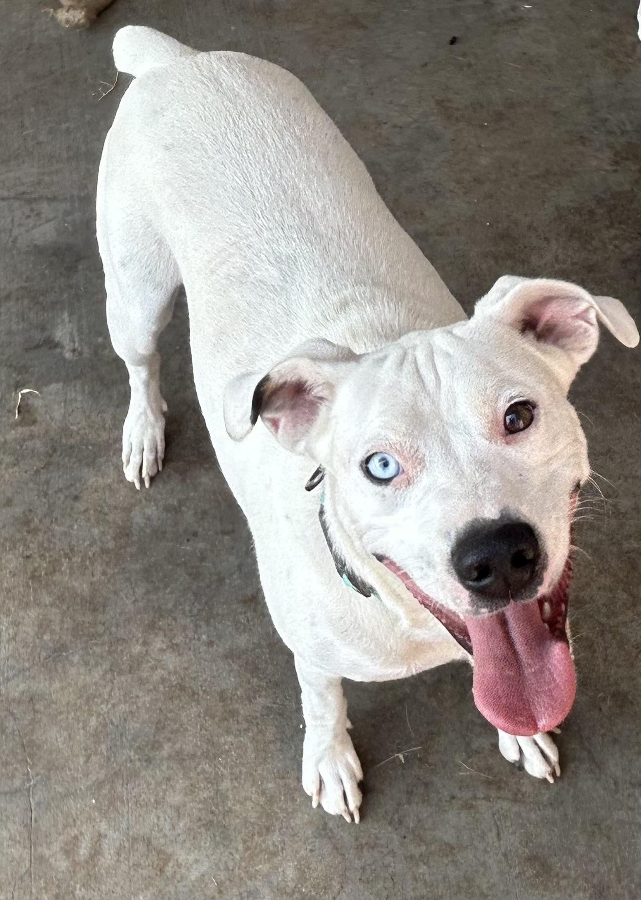 Opal and Pearl, a Adoptable mixed breed in Siloam Springs, AR image 2/6