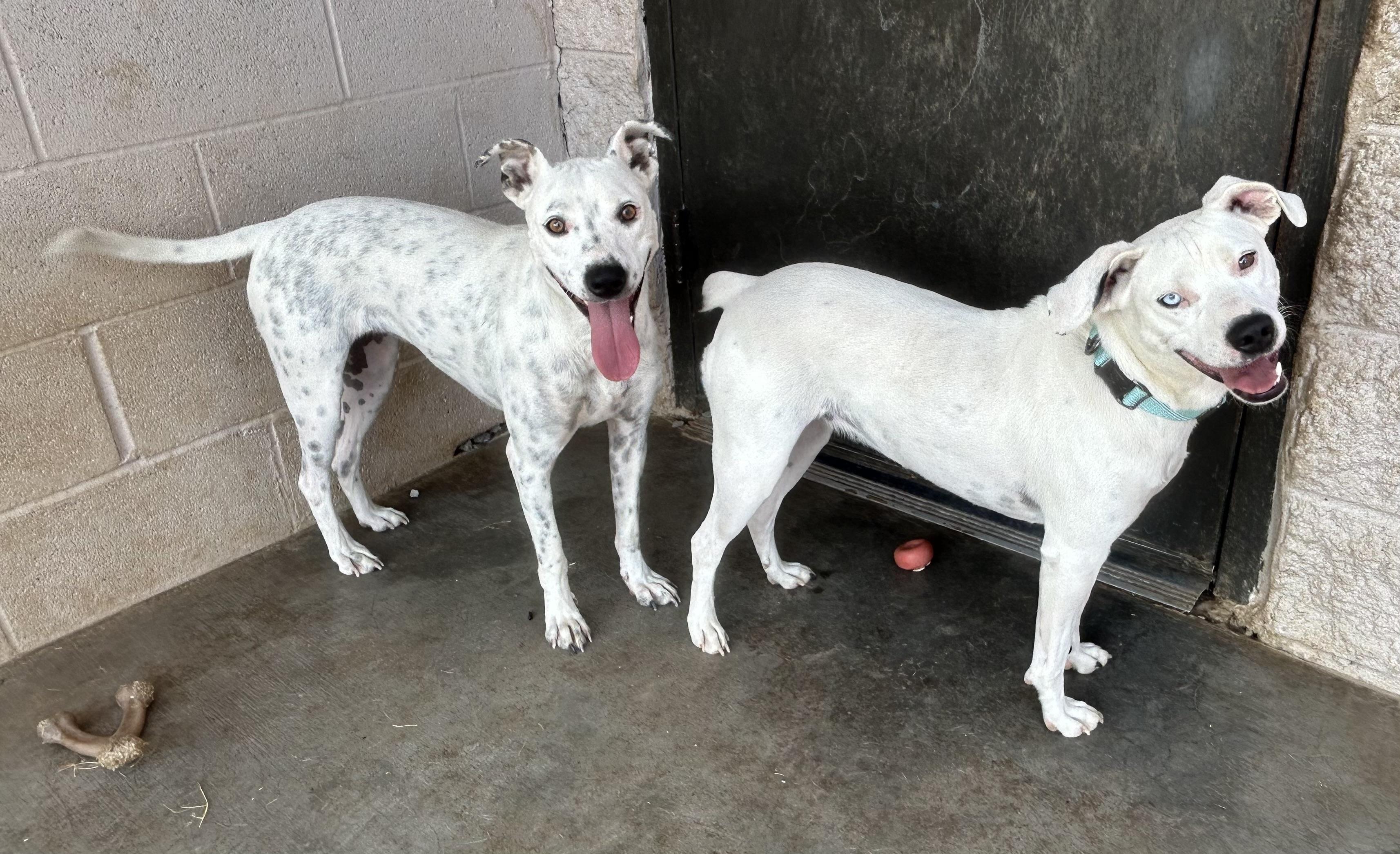 Opal and Pearl, a Adoptable mixed breed in Siloam Springs, AR image 5/6