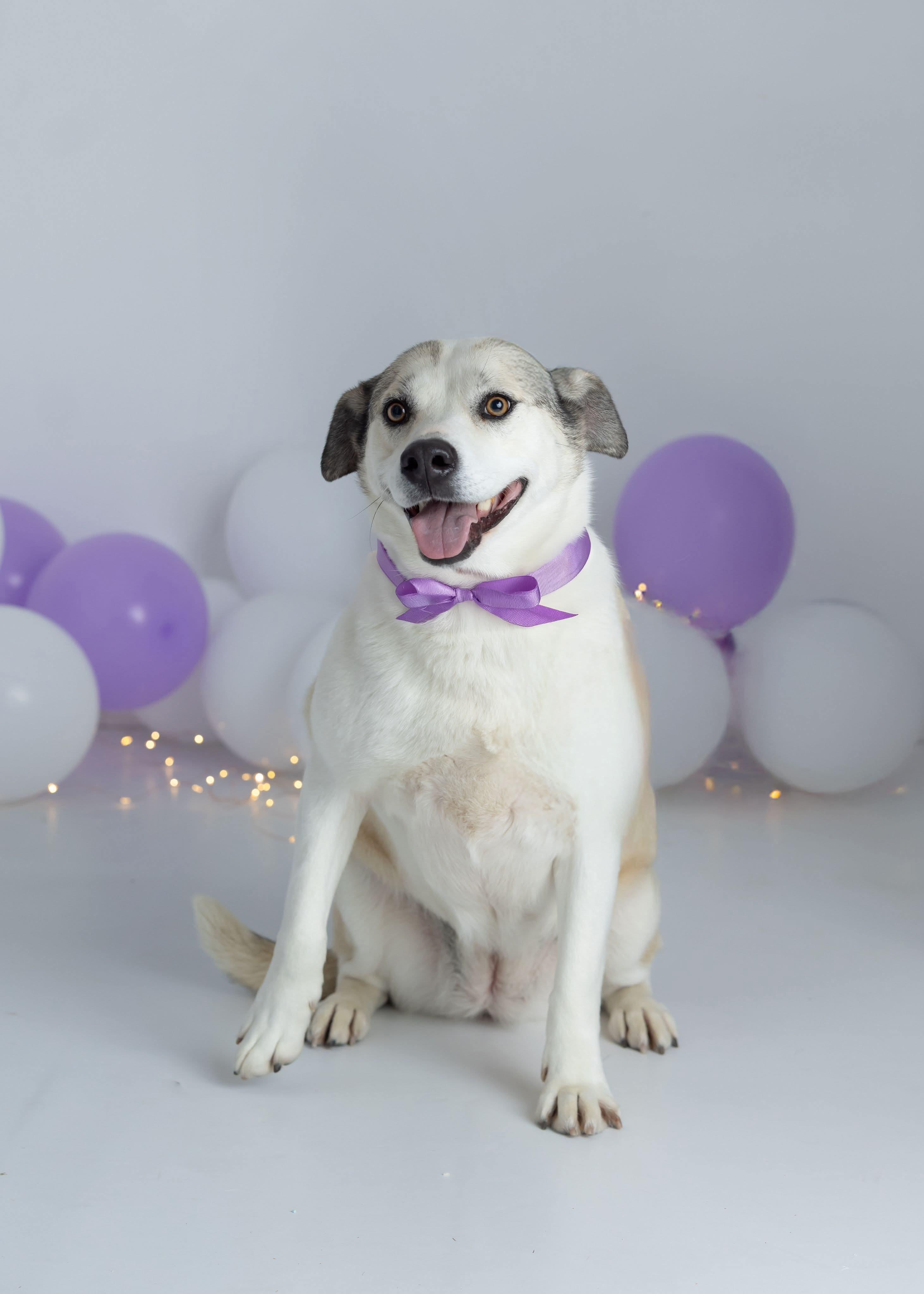 Sugar, Adult Female Shepherd