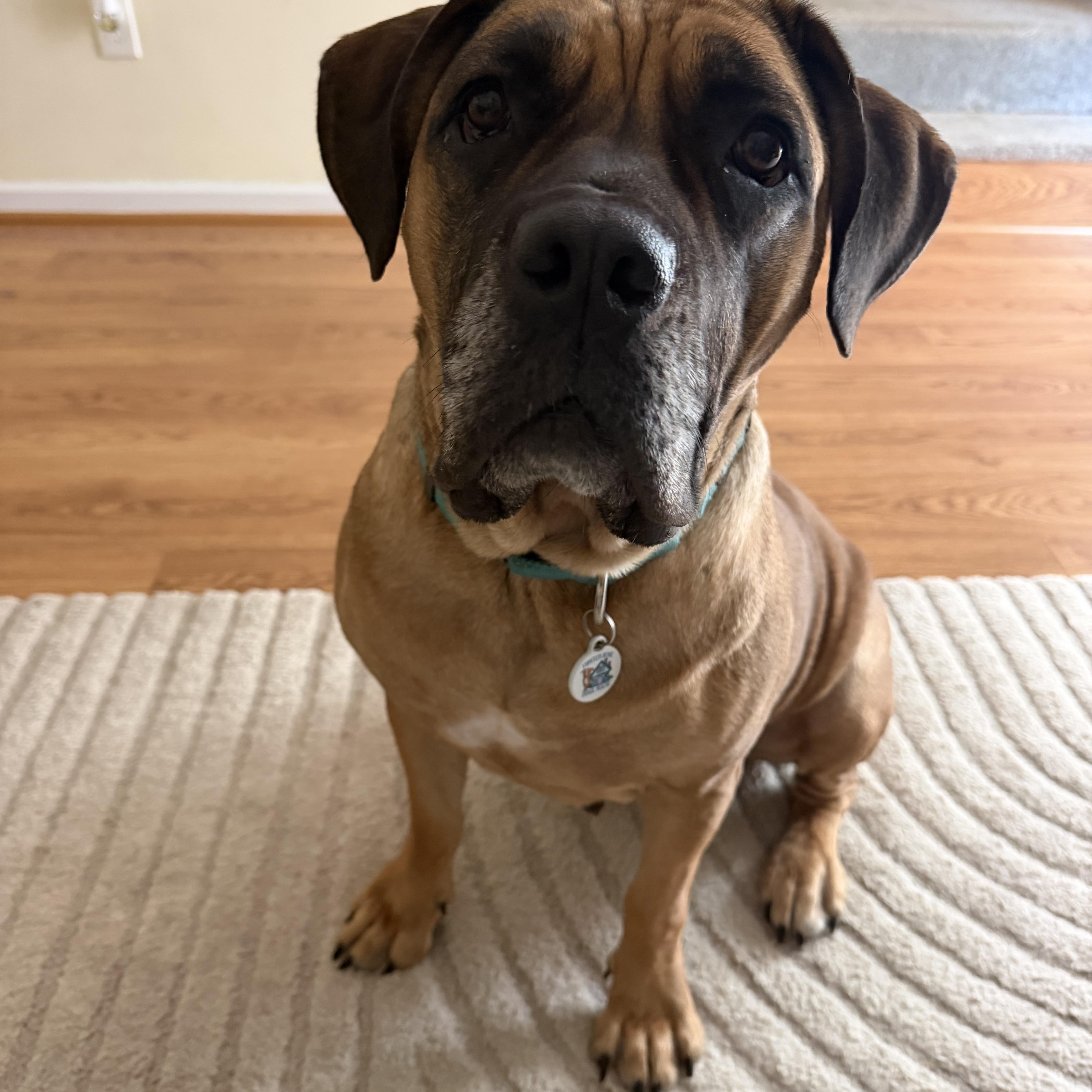 Enlarge Saltine, a Adoptable Mastiff in Arlington, VA image 6/6