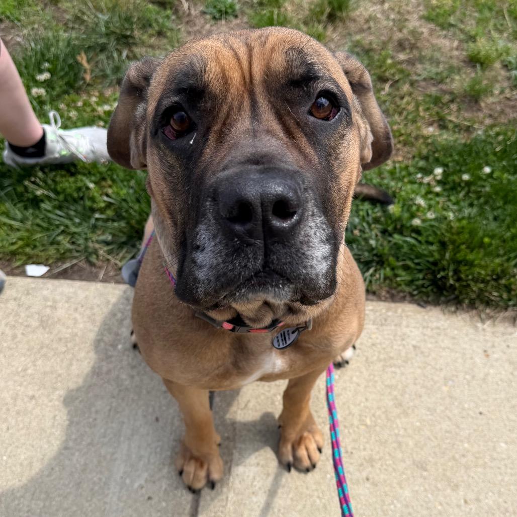 Saltine, a ADOPTABLE Mastiff in Arlington, VA image 6/6