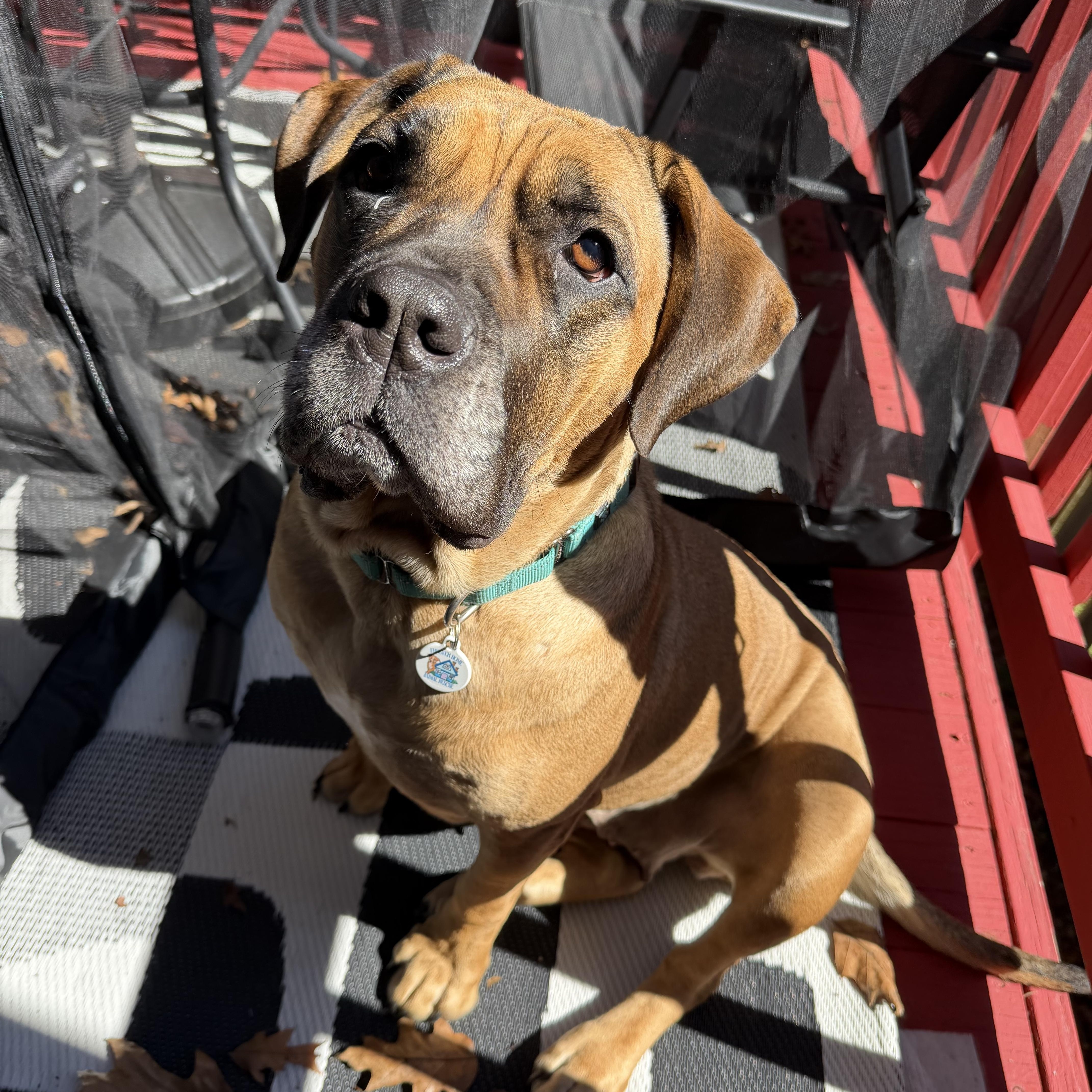 Enlarge Saltine, a Adoptable Mastiff in Arlington, VA image 1/6