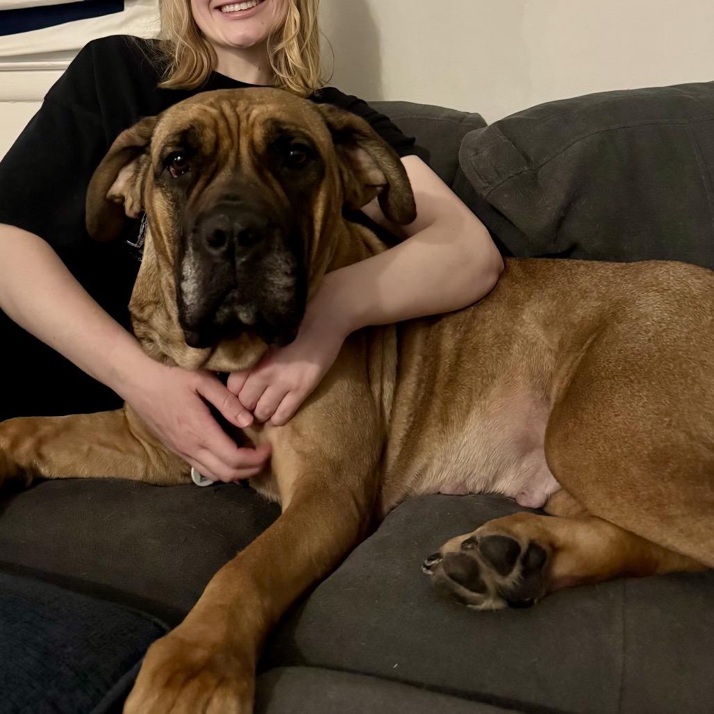 Saltine, a ADOPTABLE Mastiff in Arlington, VA image 2/6