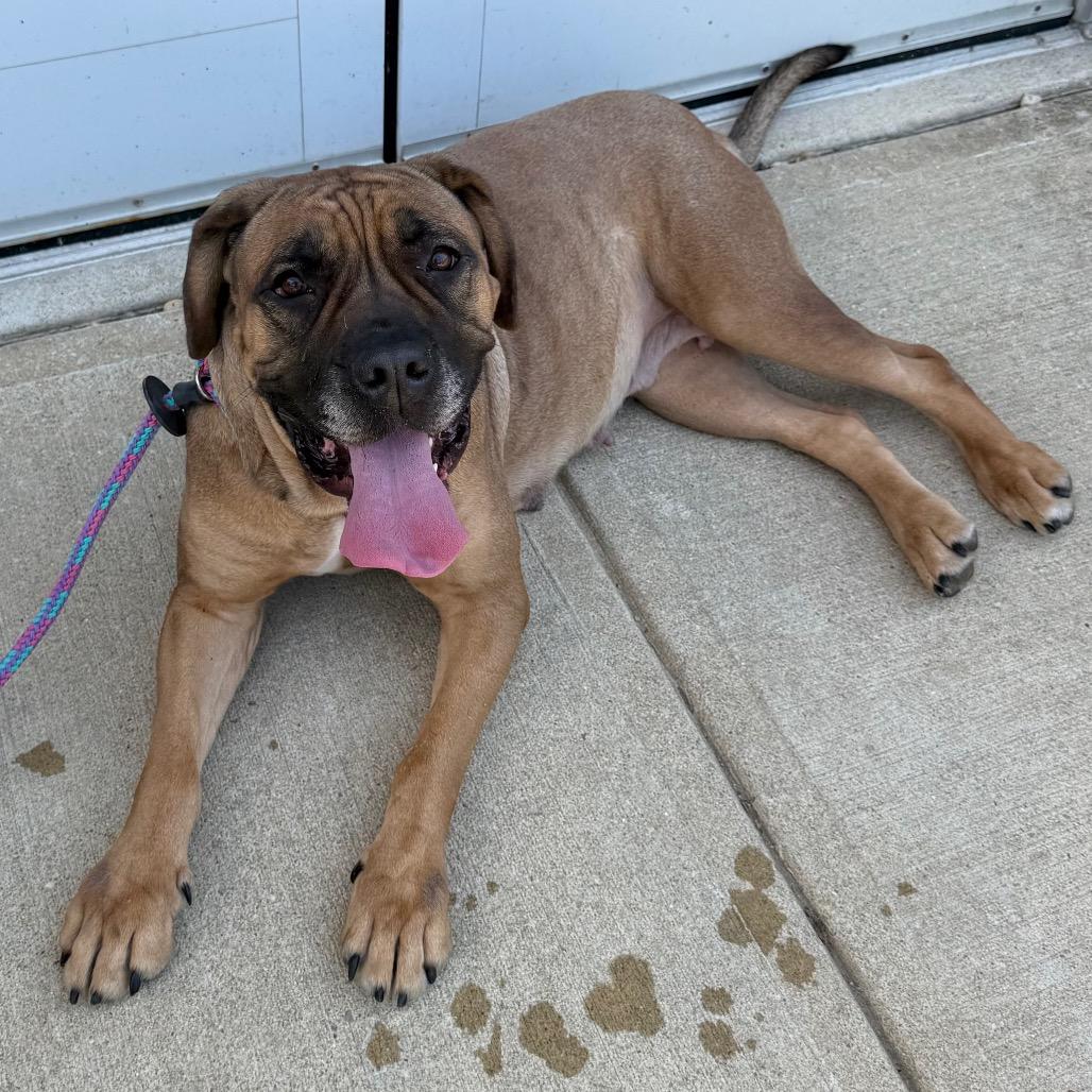 Saltine, a ADOPTABLE Mastiff in Arlington, VA image 5/6
