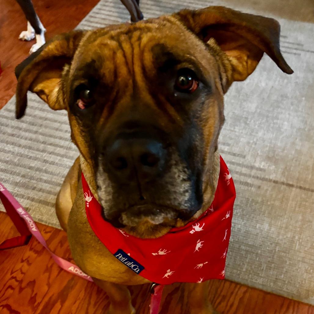 Saltine, a ADOPTABLE Mastiff in Arlington, VA image 4/6
